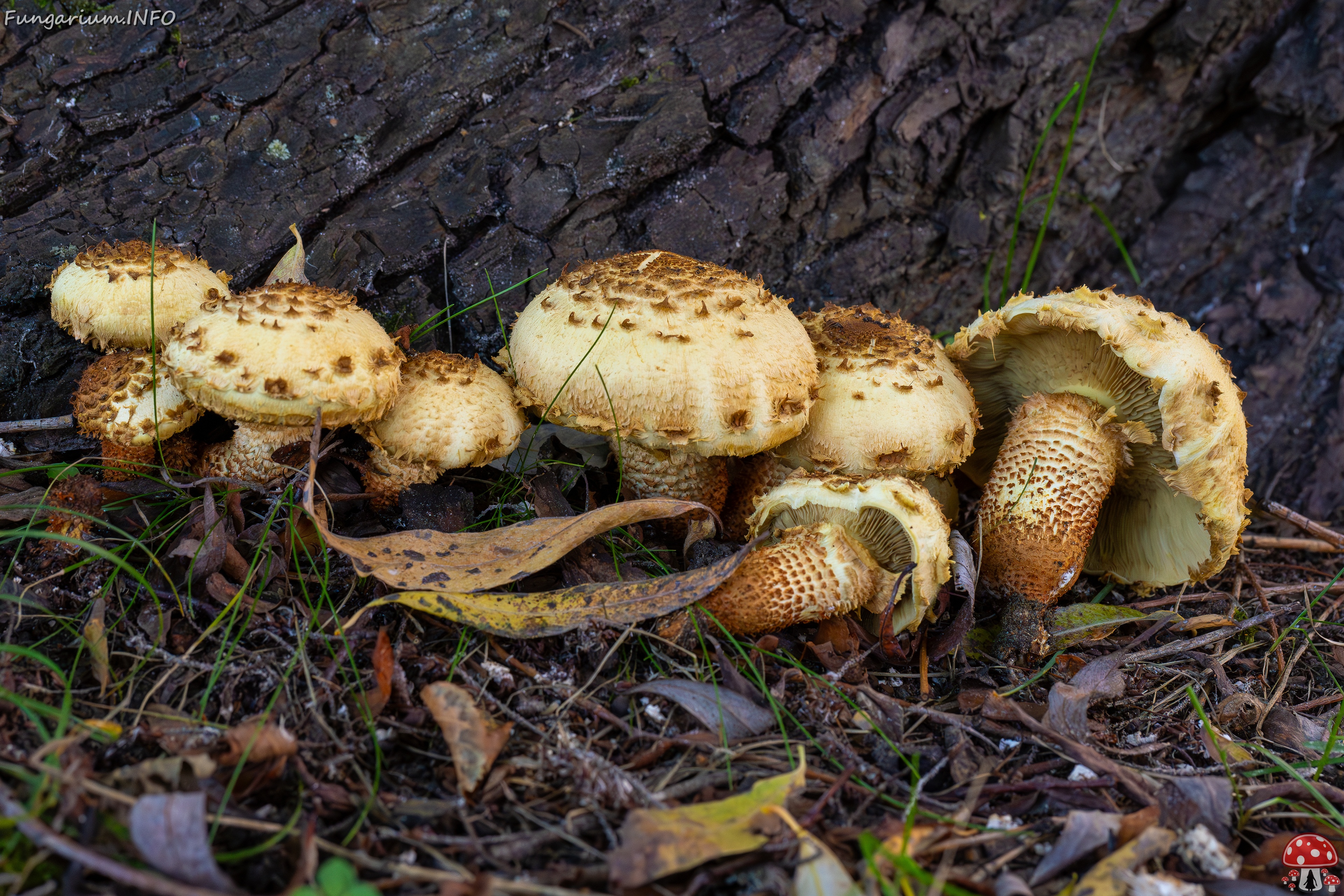 Pholiota squarrosa _2025-10-04_1-14 