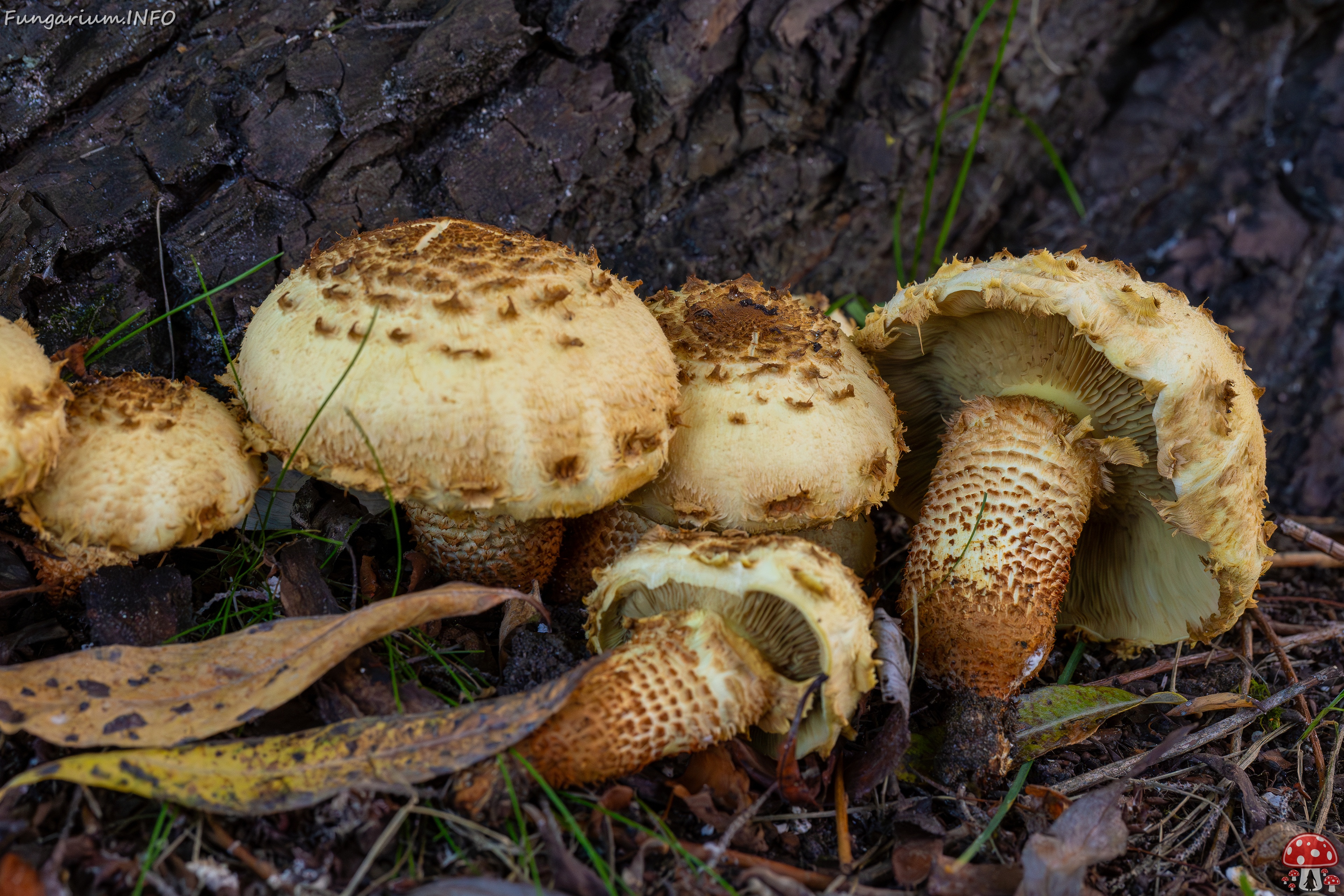 Pholiota squarrosa _2025-10-04_1-15 