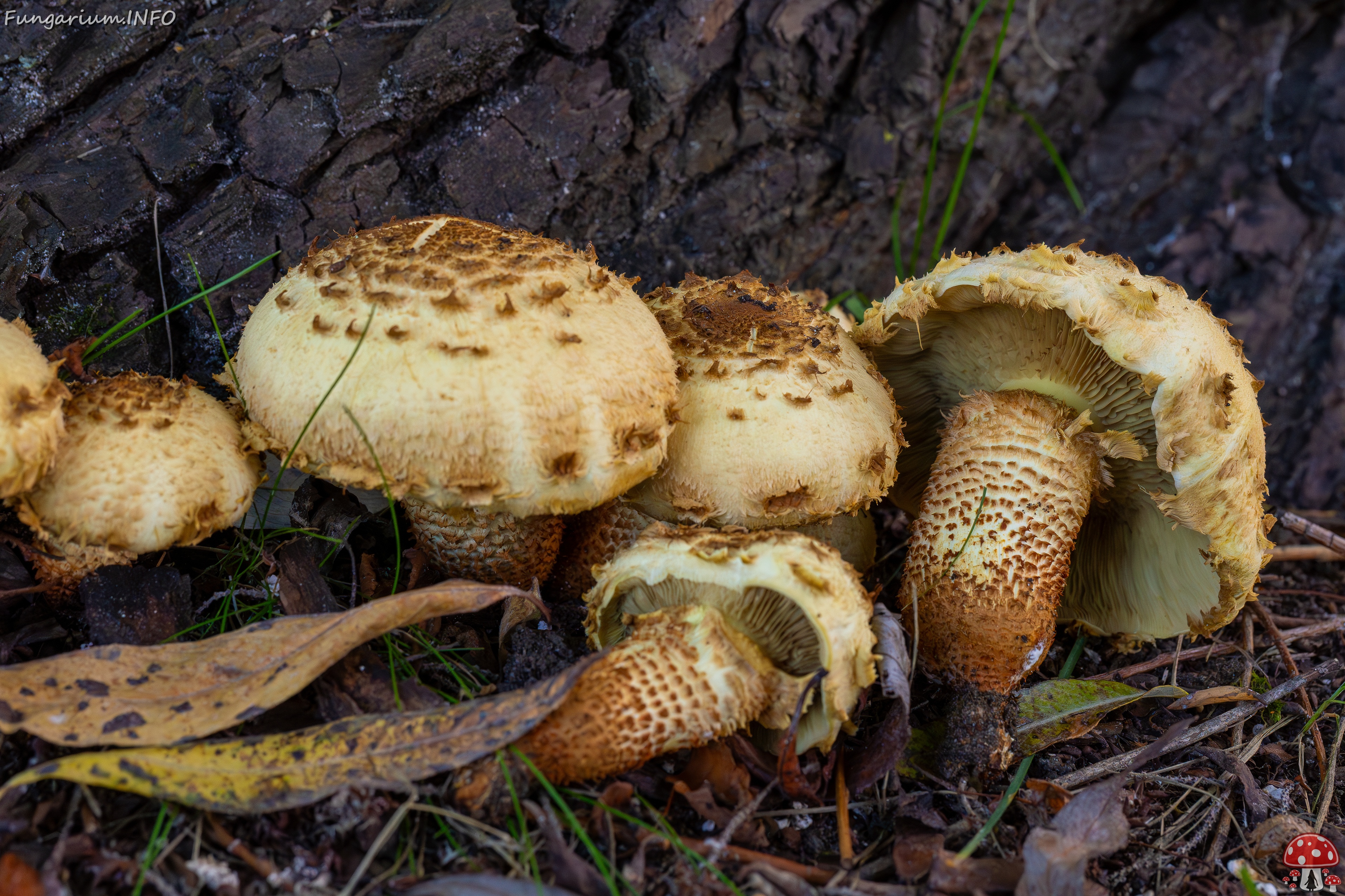 Pholiota squarrosa _2025-10-04_1-16 