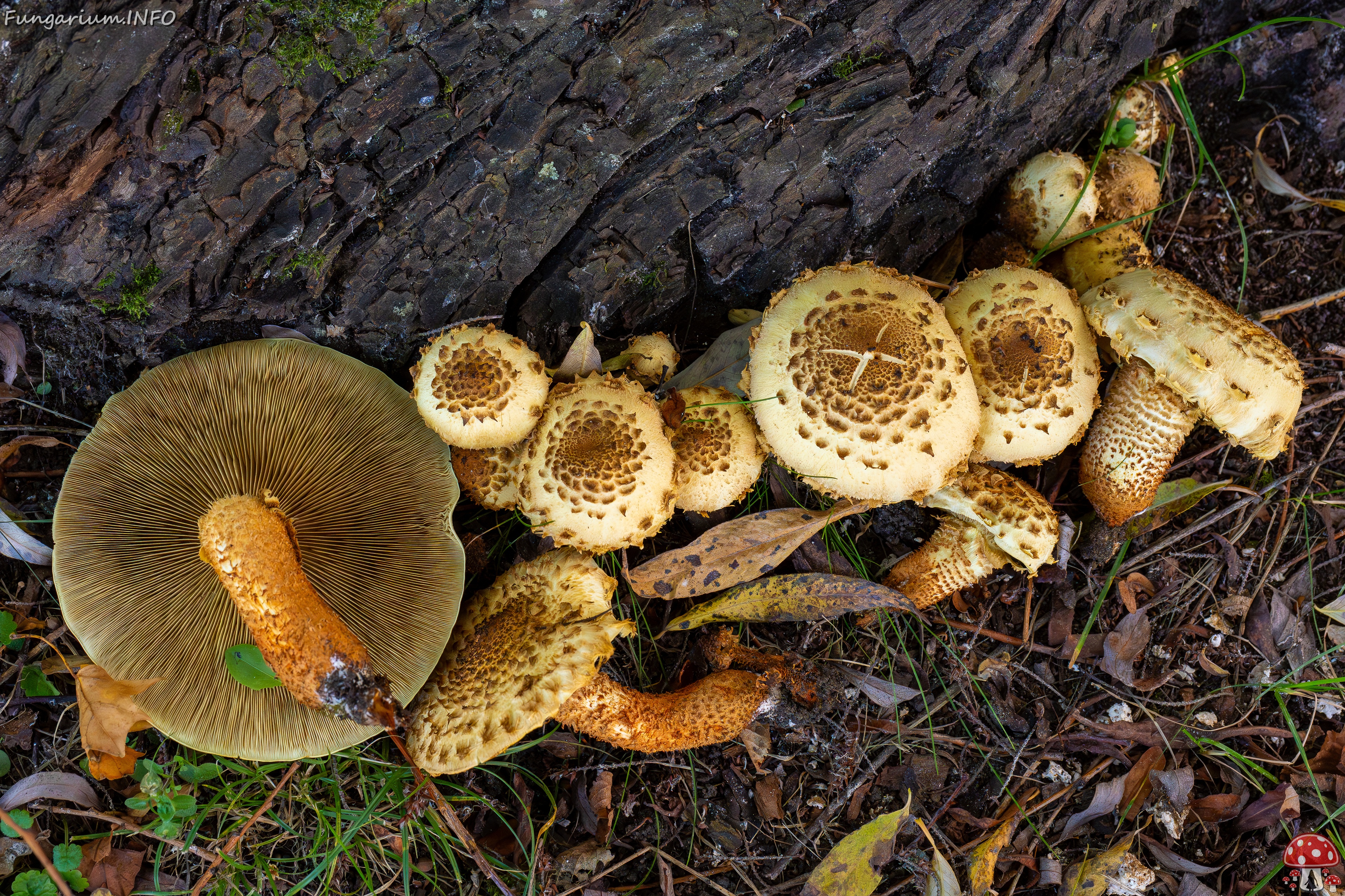 Pholiota squarrosa _2025-10-04_1-17 