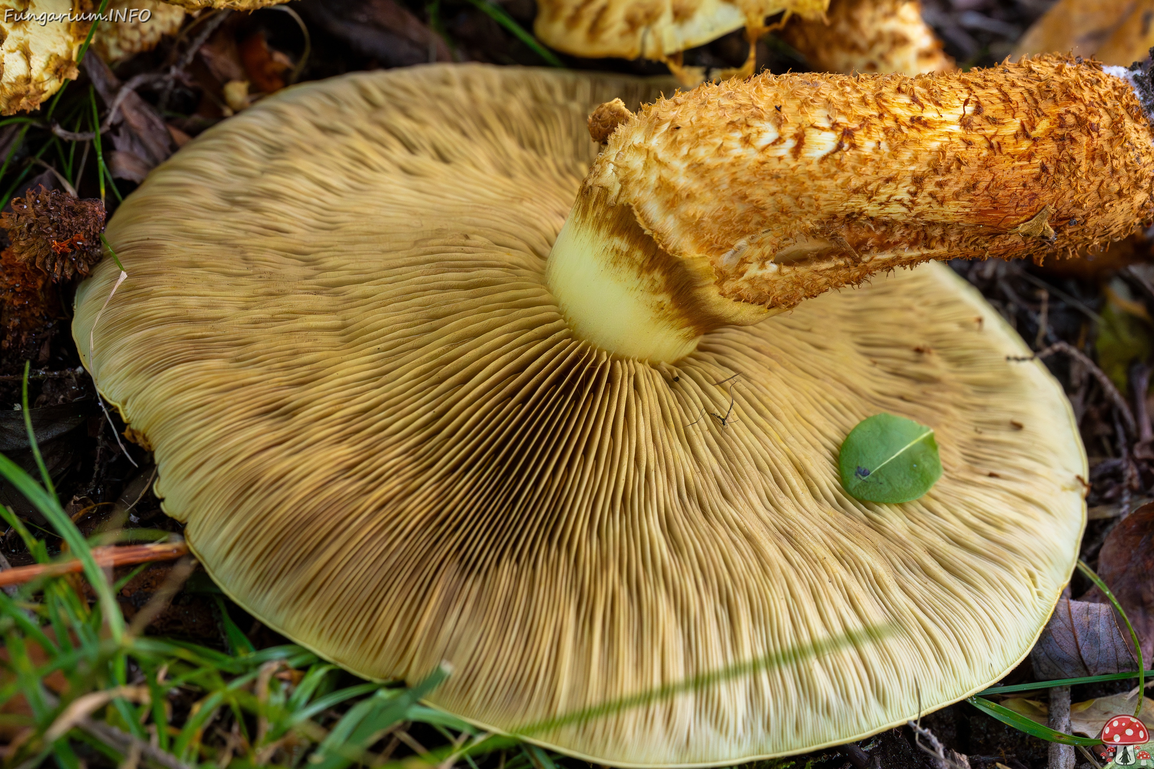 Pholiota squarrosa _2025-10-04_1-19 