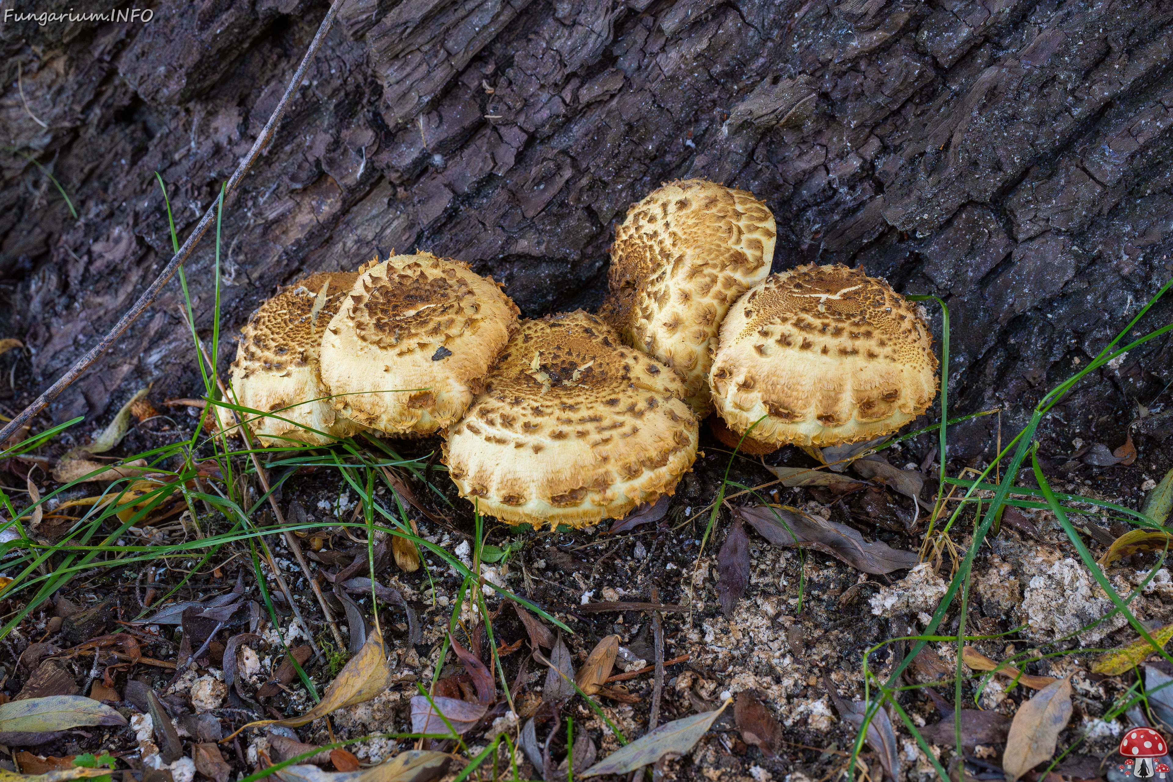 Pholiota squarrosa _2025-10-04_1-2 
