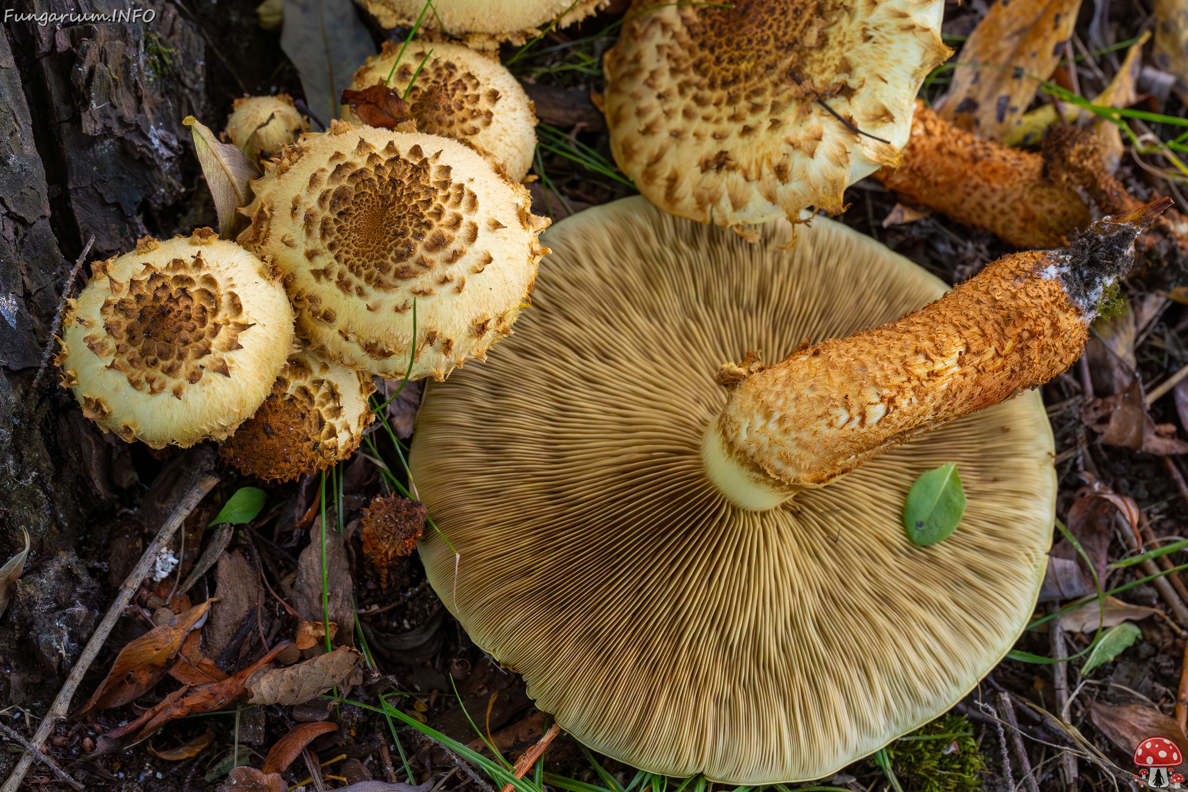 Pholiota squarrosa _2025-10-04_1-20 