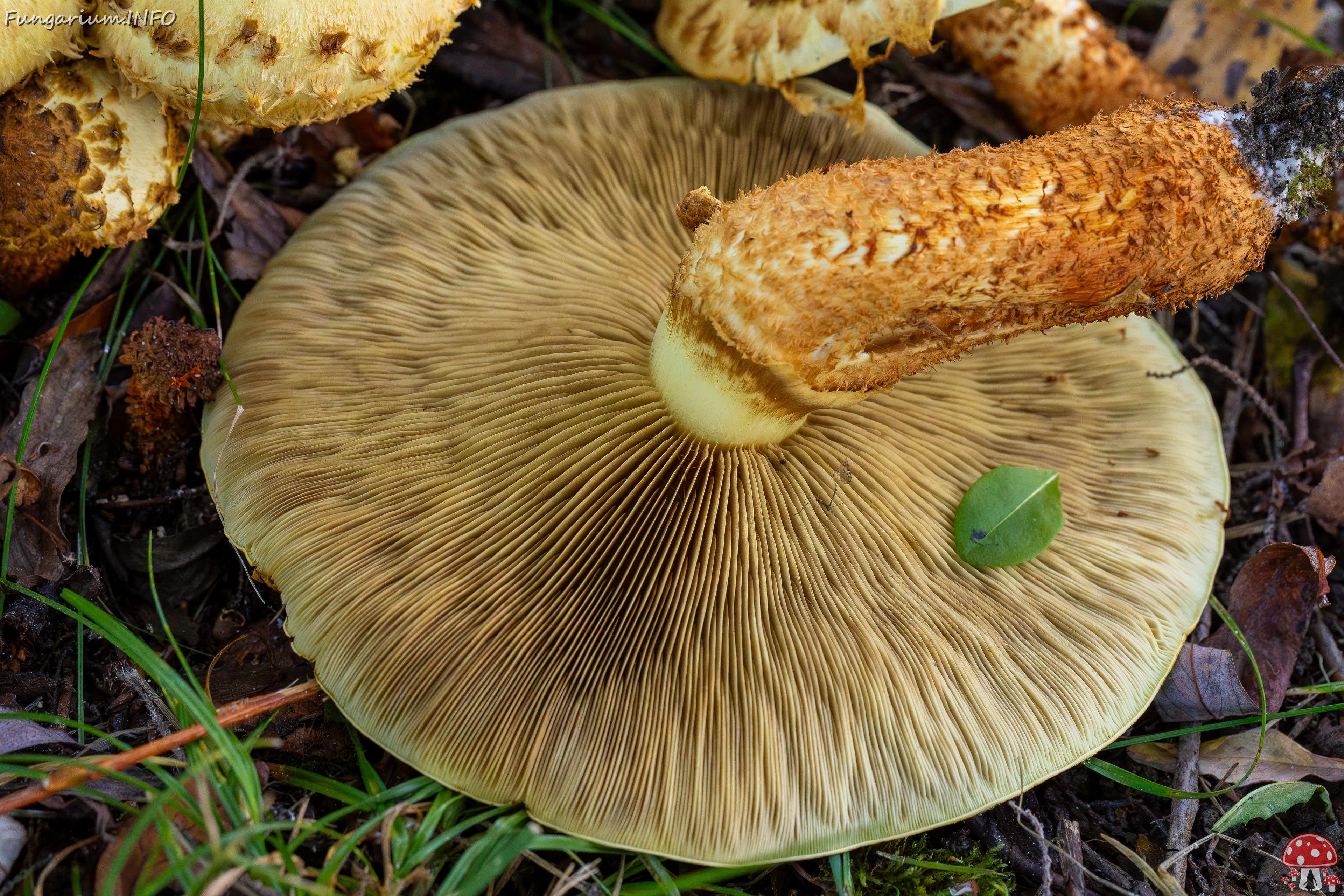 Pholiota squarrosa _2025-10-04_1-21 