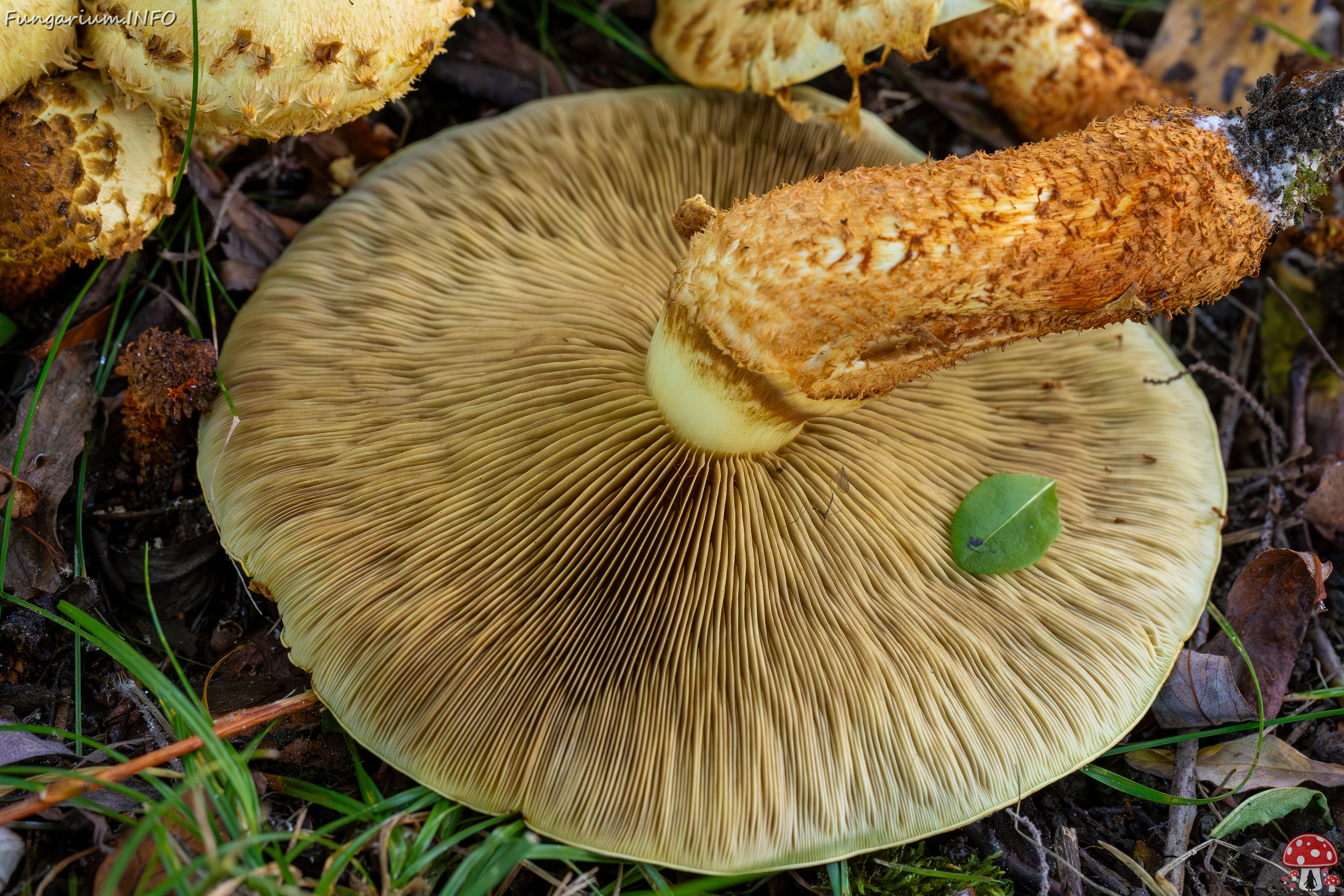 Pholiota squarrosa _2025-10-04_1-22 