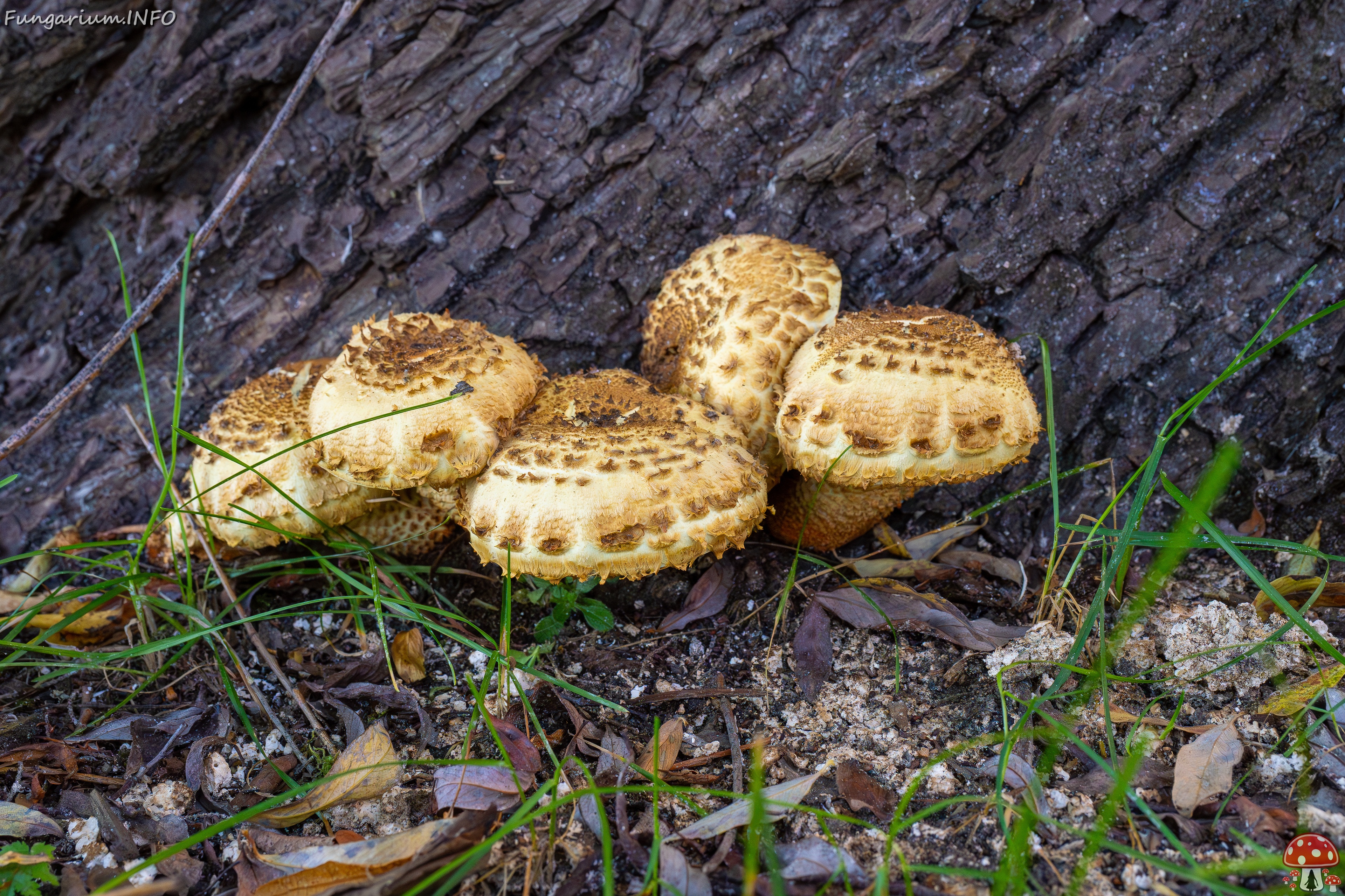 Pholiota squarrosa _2025-10-04_1-3 