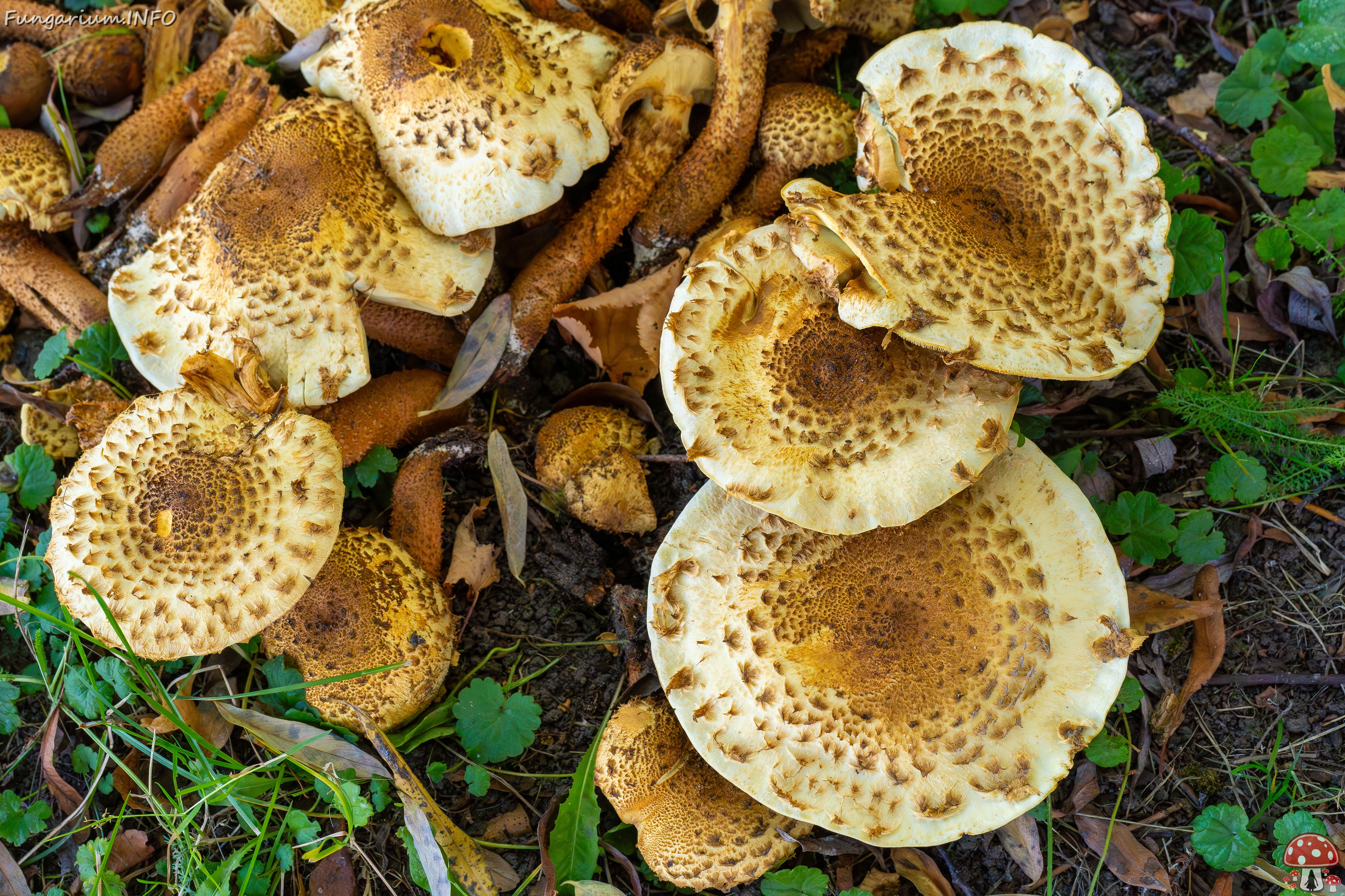 Pholiota squarrosa _2025-10-04_1-4 