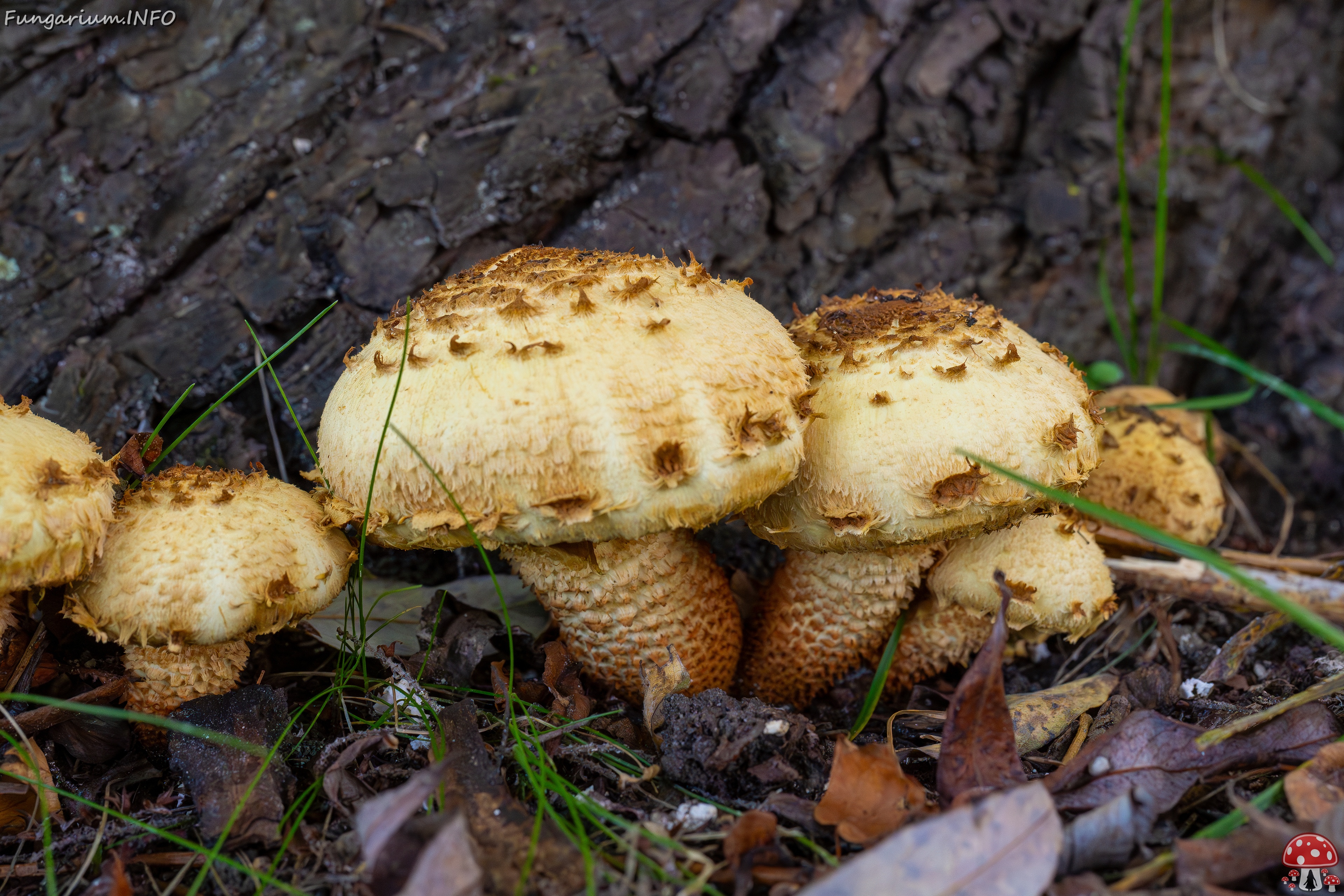 Pholiota squarrosa _2025-10-04_1-5 