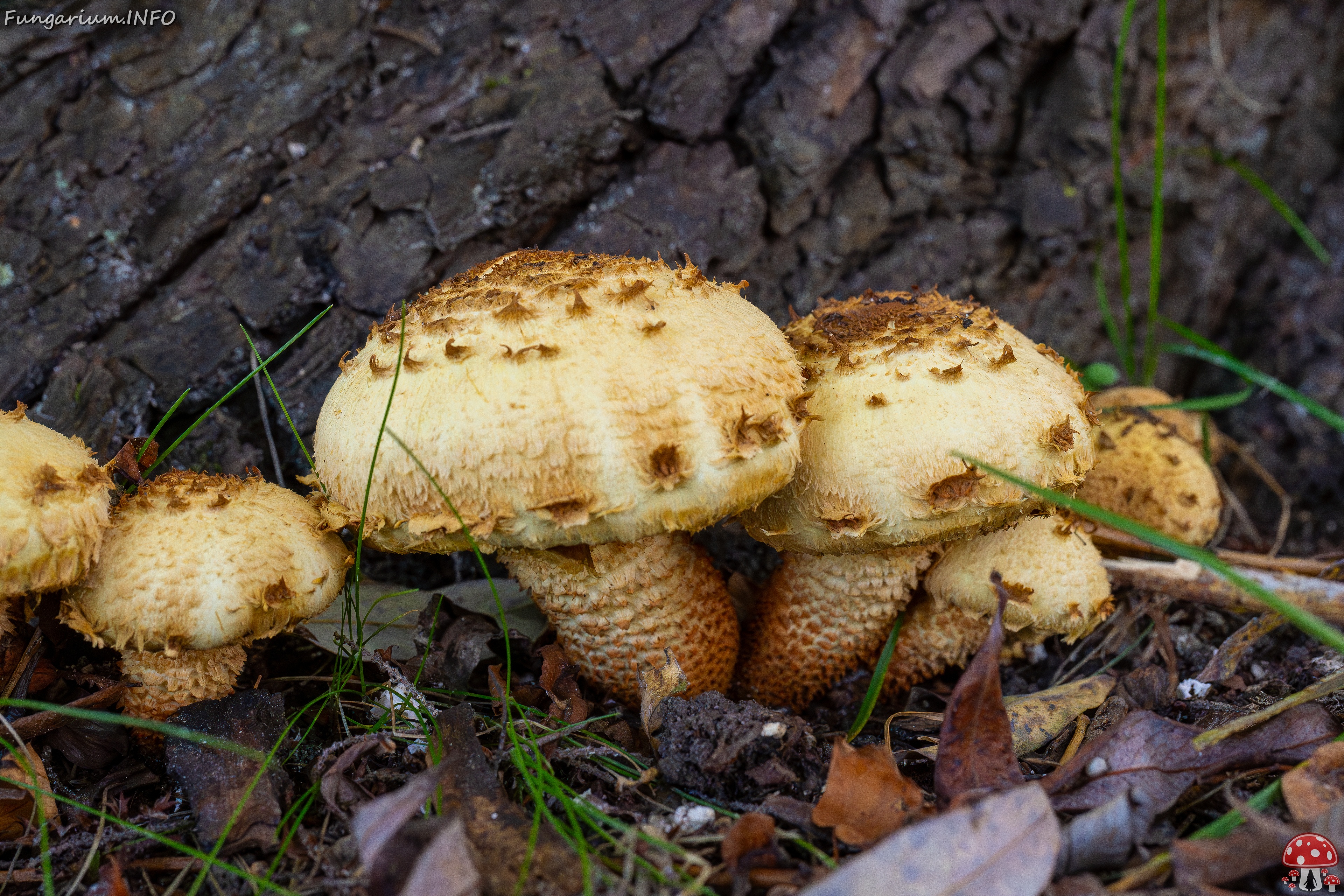 Pholiota squarrosa _2025-10-04_1-6 