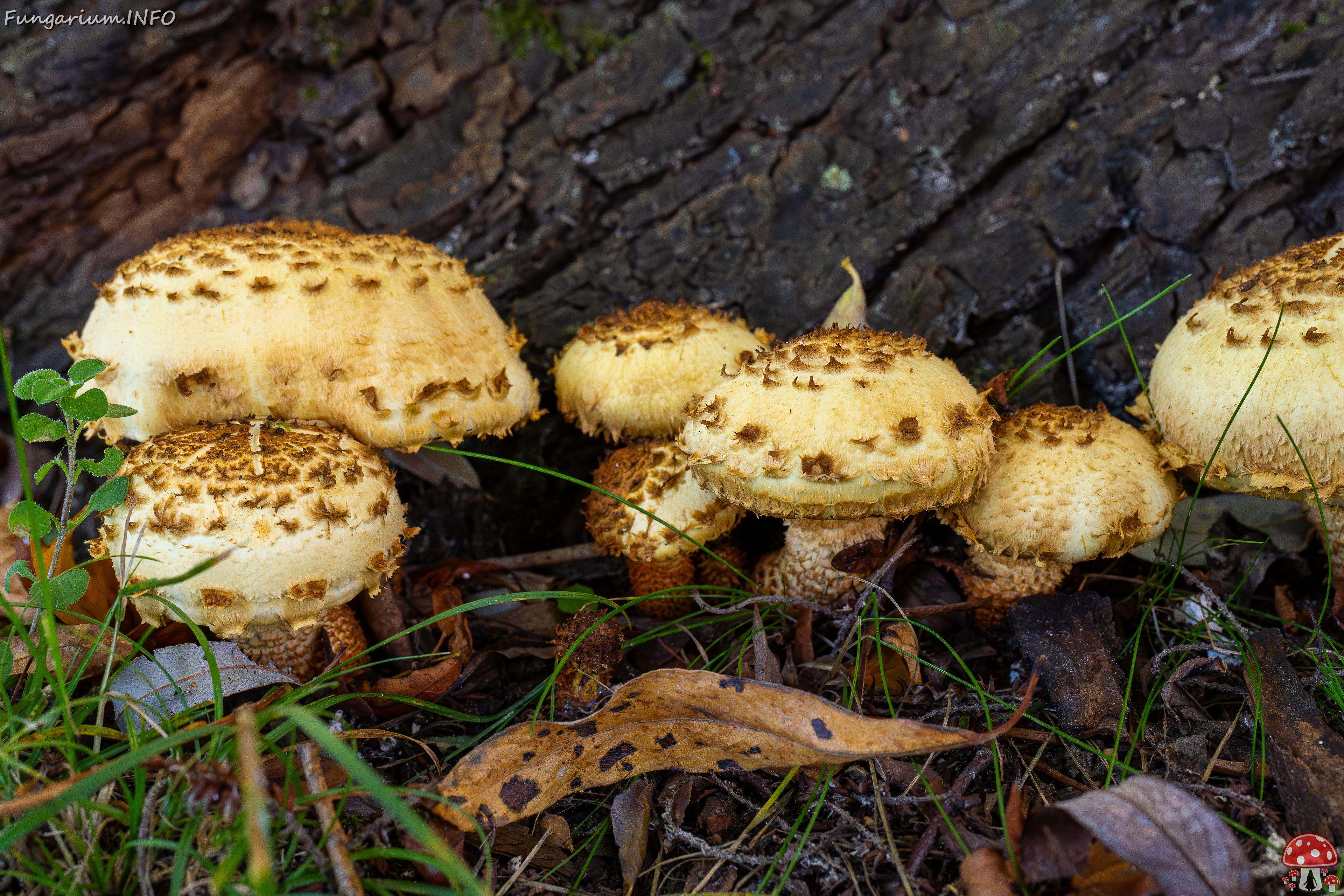 Pholiota squarrosa _2025-10-04_1-7 