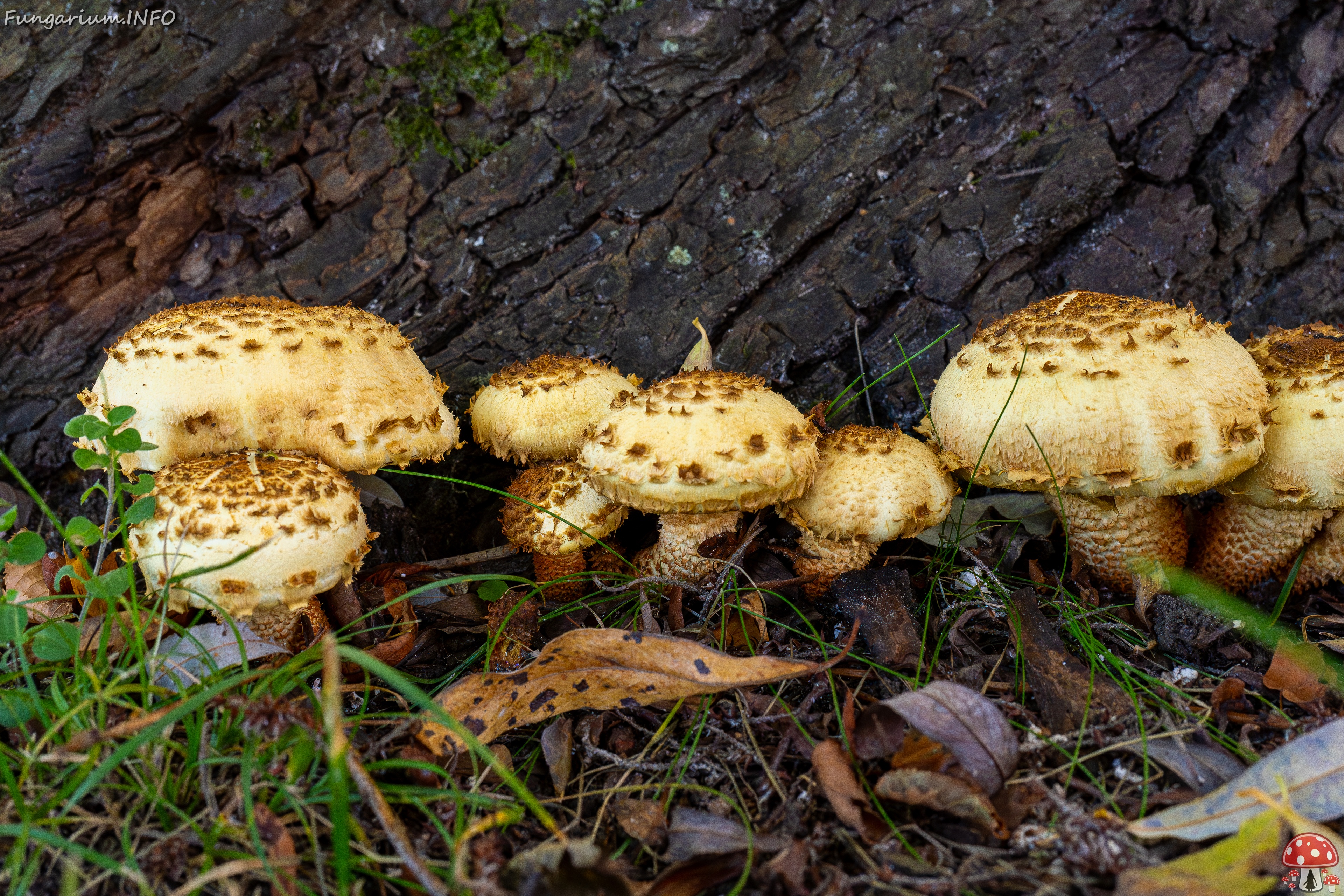 Pholiota squarrosa _2025-10-04_1-9 