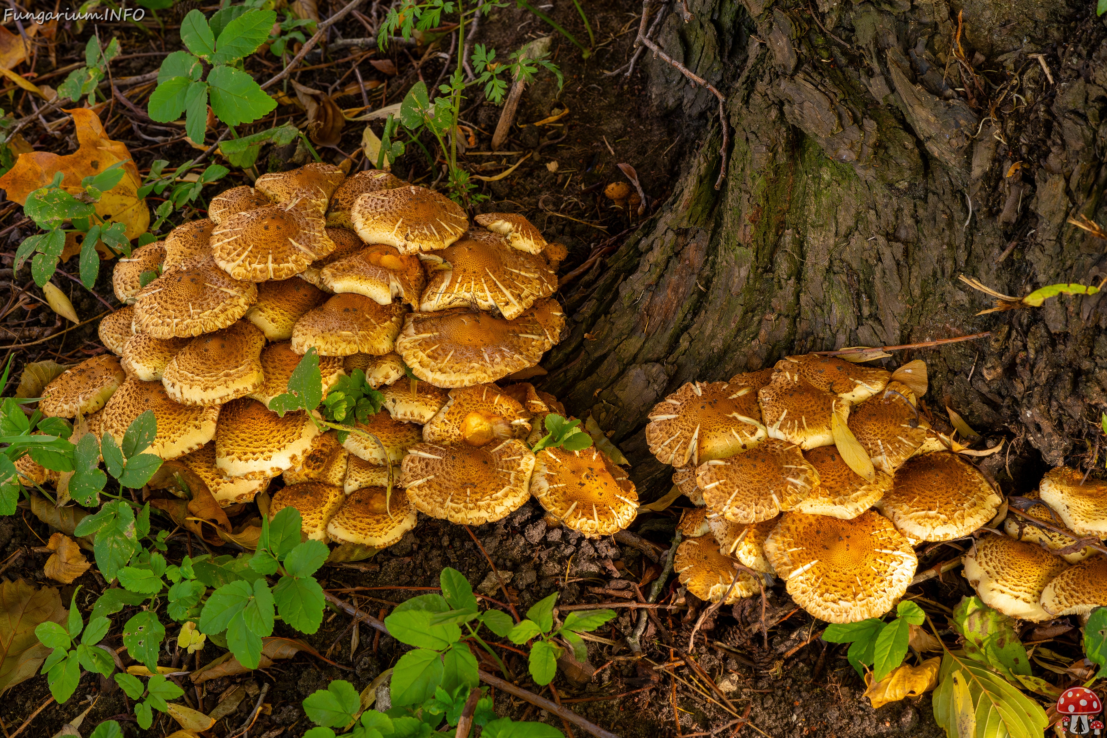 Pholiota squarrosa _2025-10-18_1-1 