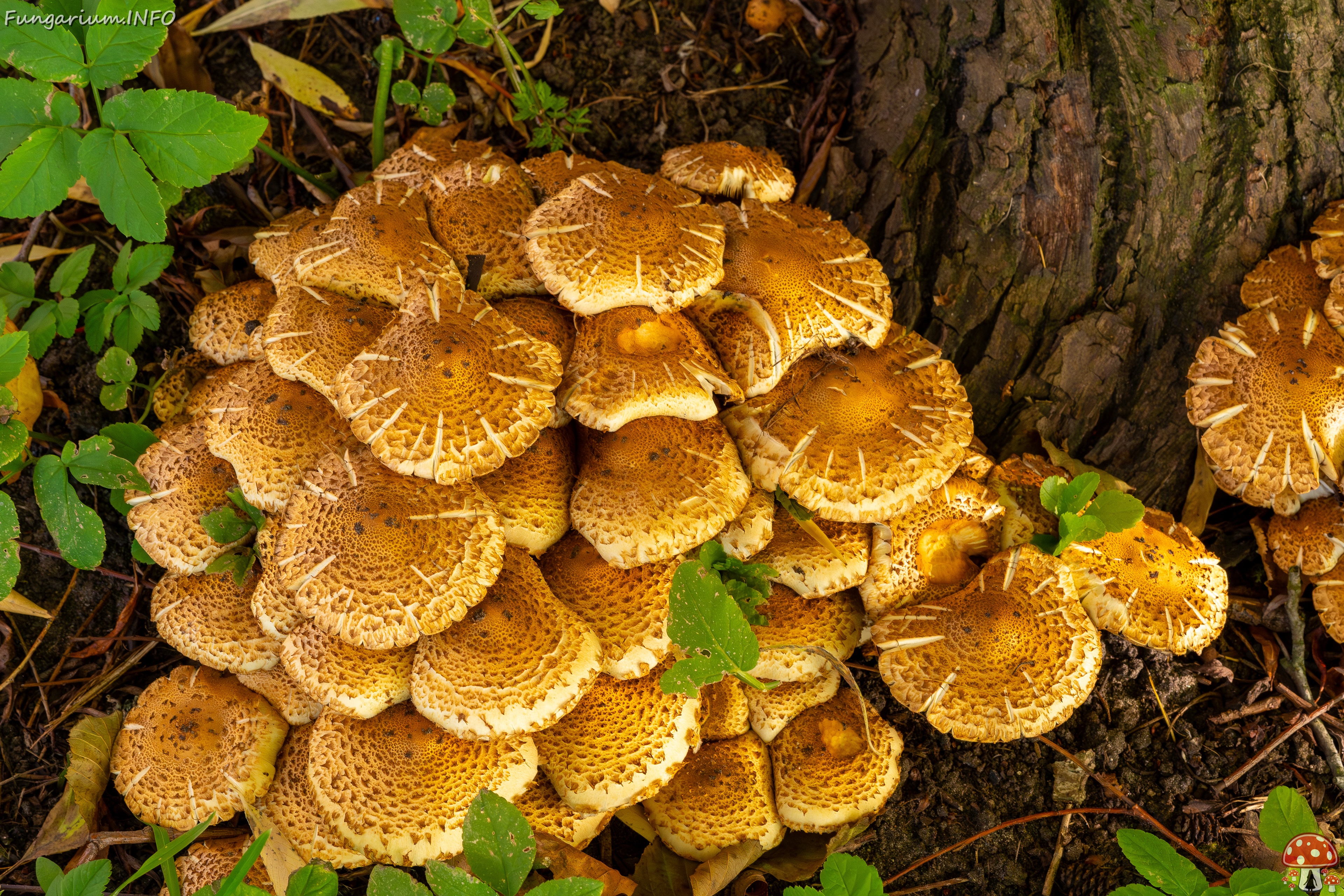 Pholiota squarrosa _2025-10-18_1-2 