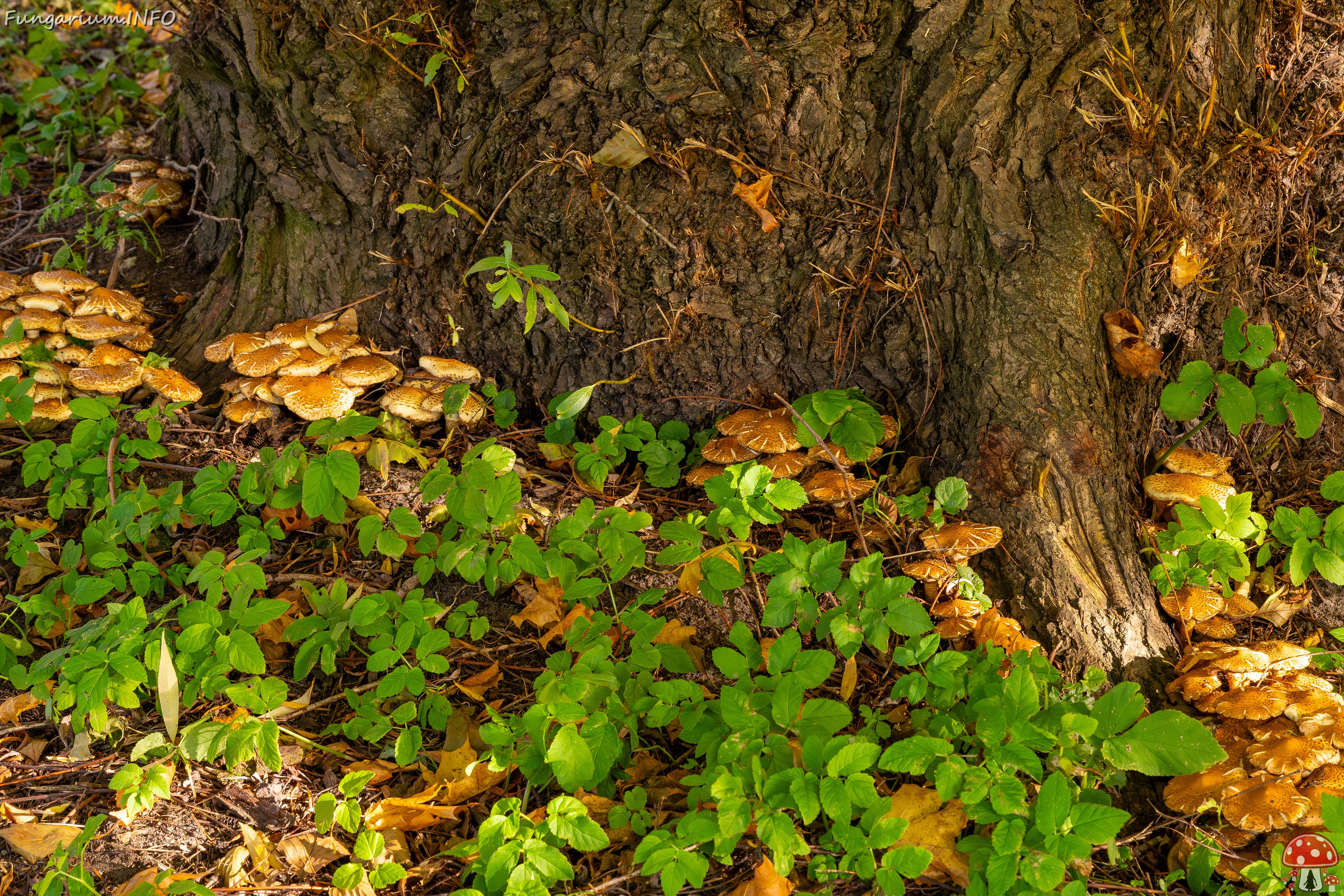 Pholiota squarrosa _2025-10-18_1-3 