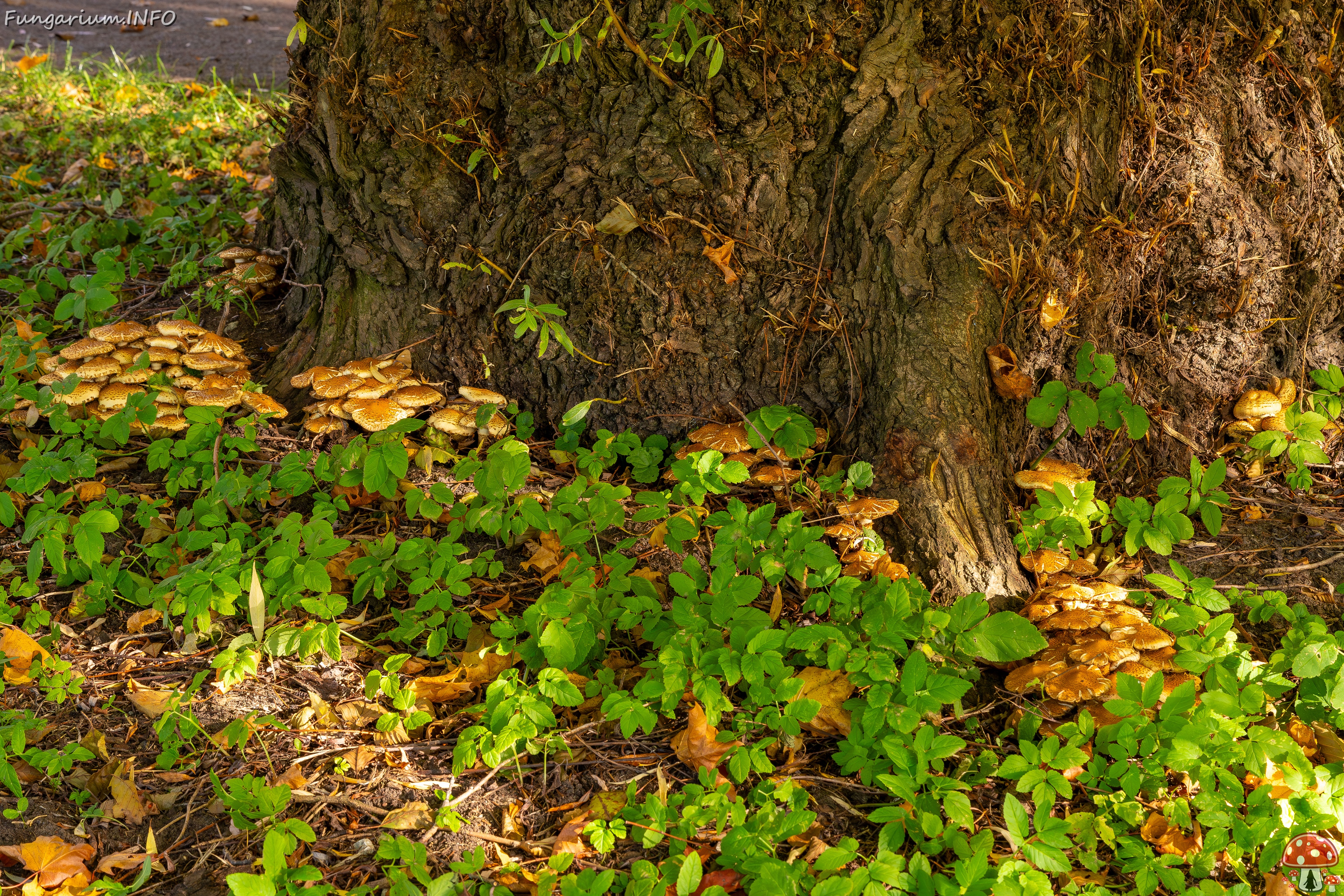 Pholiota squarrosa _2025-10-18_1-4 
