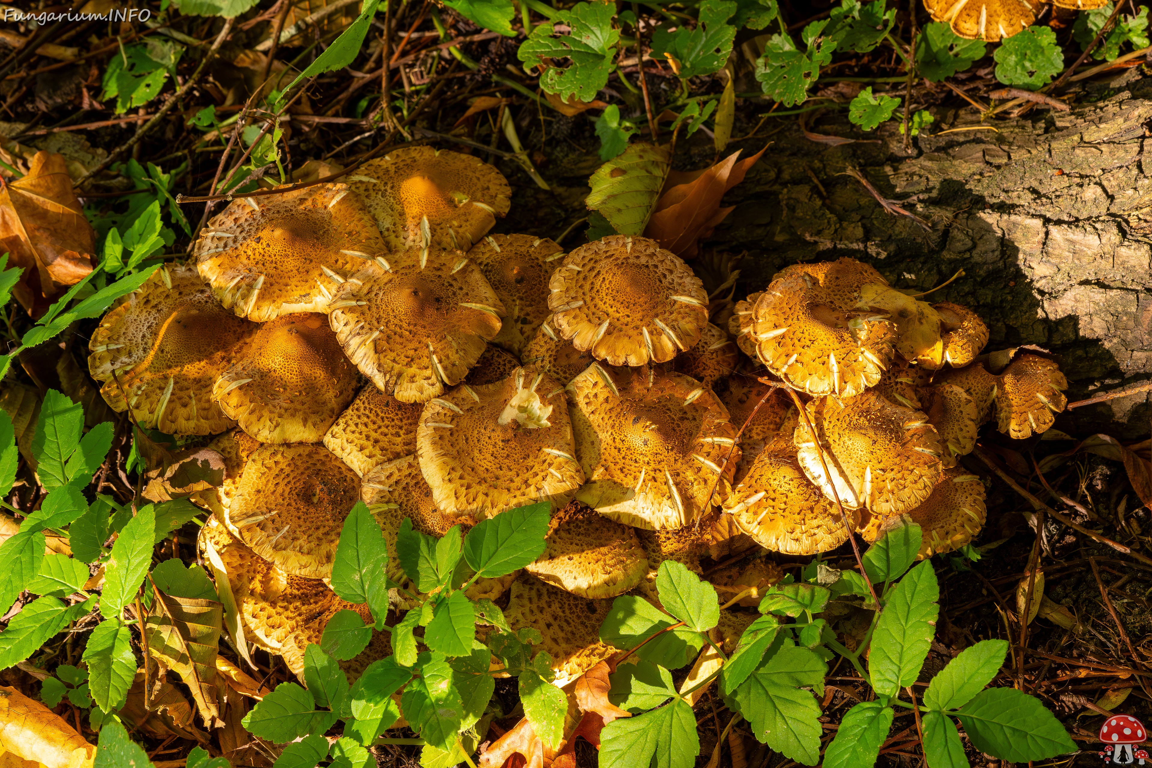 Pholiota squarrosa _2025-10-18_1-5 