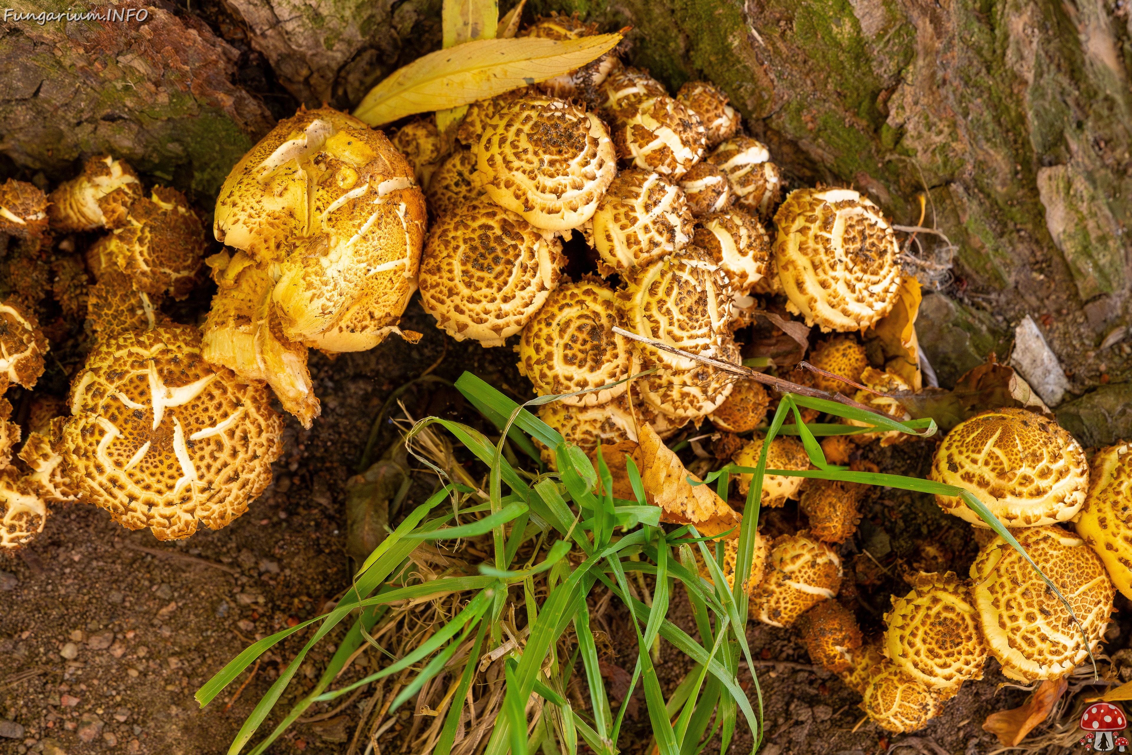 Pholiota squarrosa _2025-10-18_1-7 