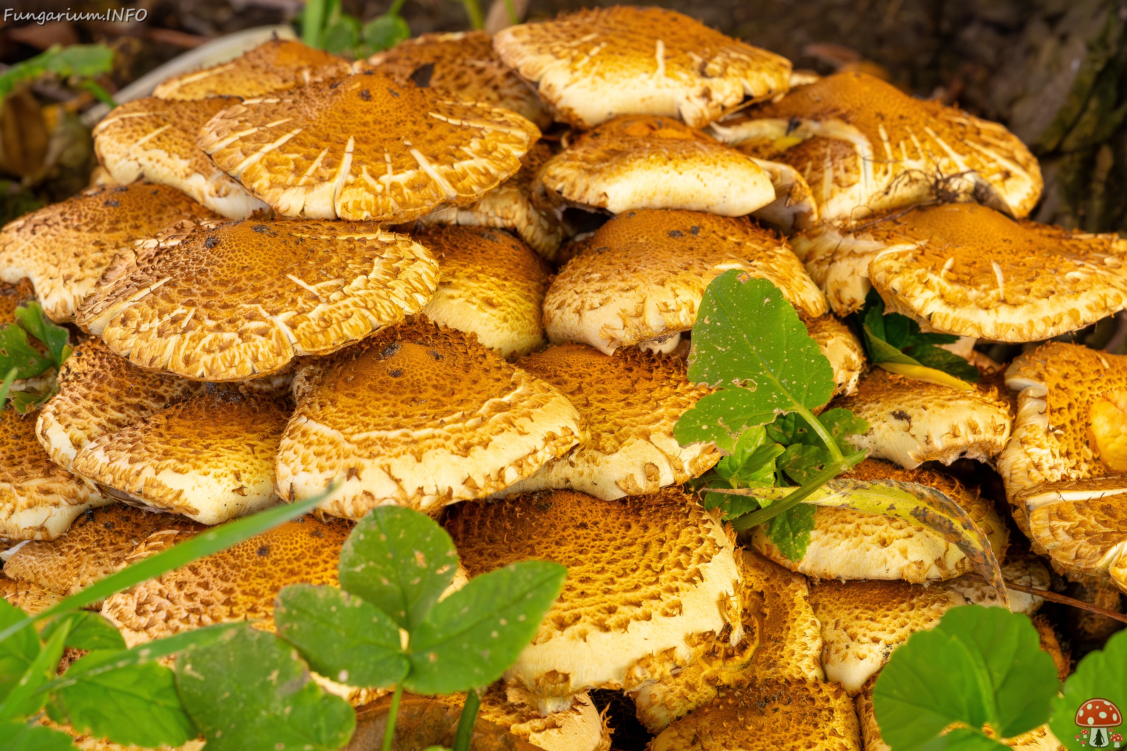 Pholiota squarrosa _2025-10-18_1-9 