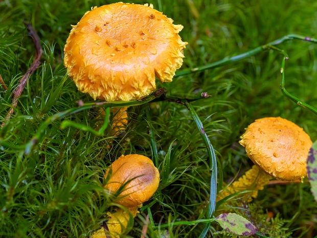 Pholiota flammans - Чешуйчатка огненная - Flaming Pholiota - Feuer-Schuppiger Schichtpilz