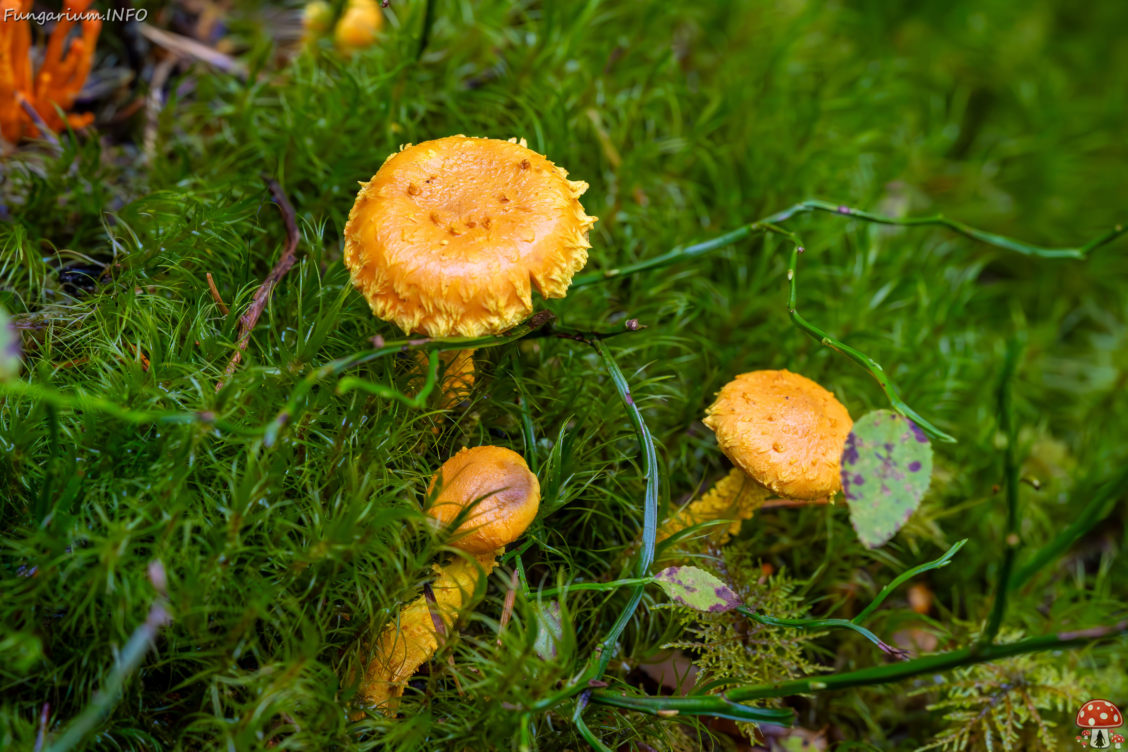 pholiota-flammans_2023-09-14_1-1 