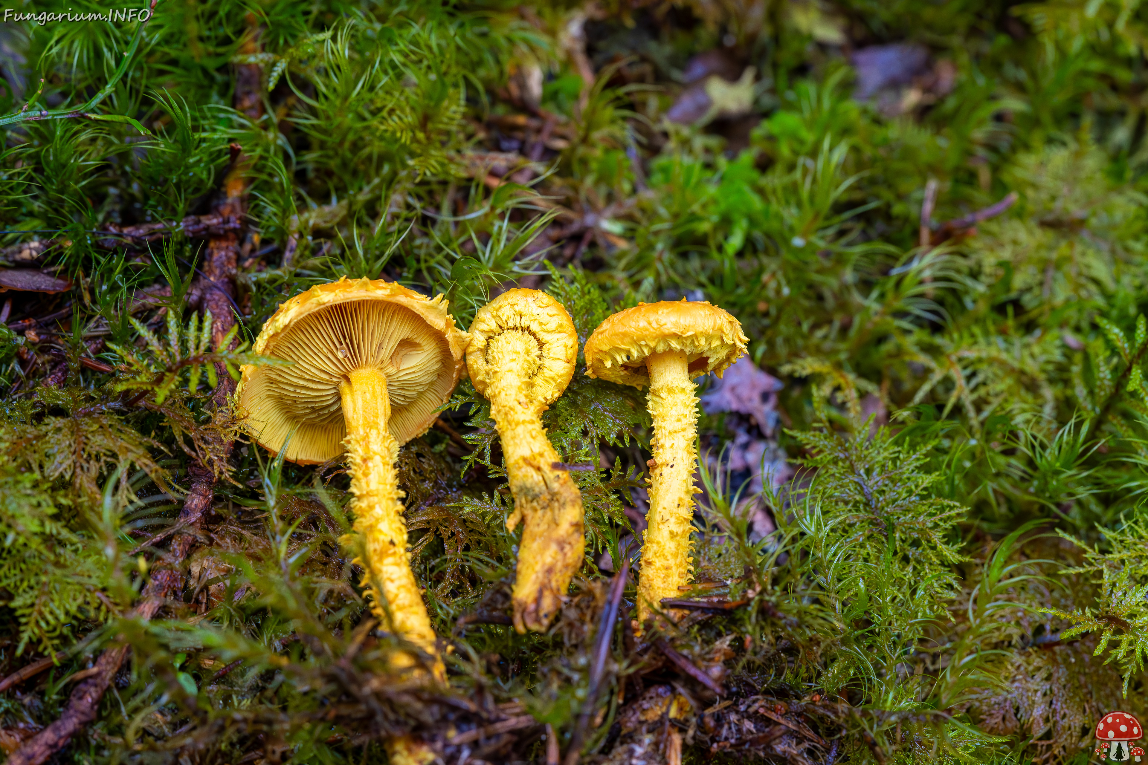 pholiota-flammans_2023-09-14_1-4 