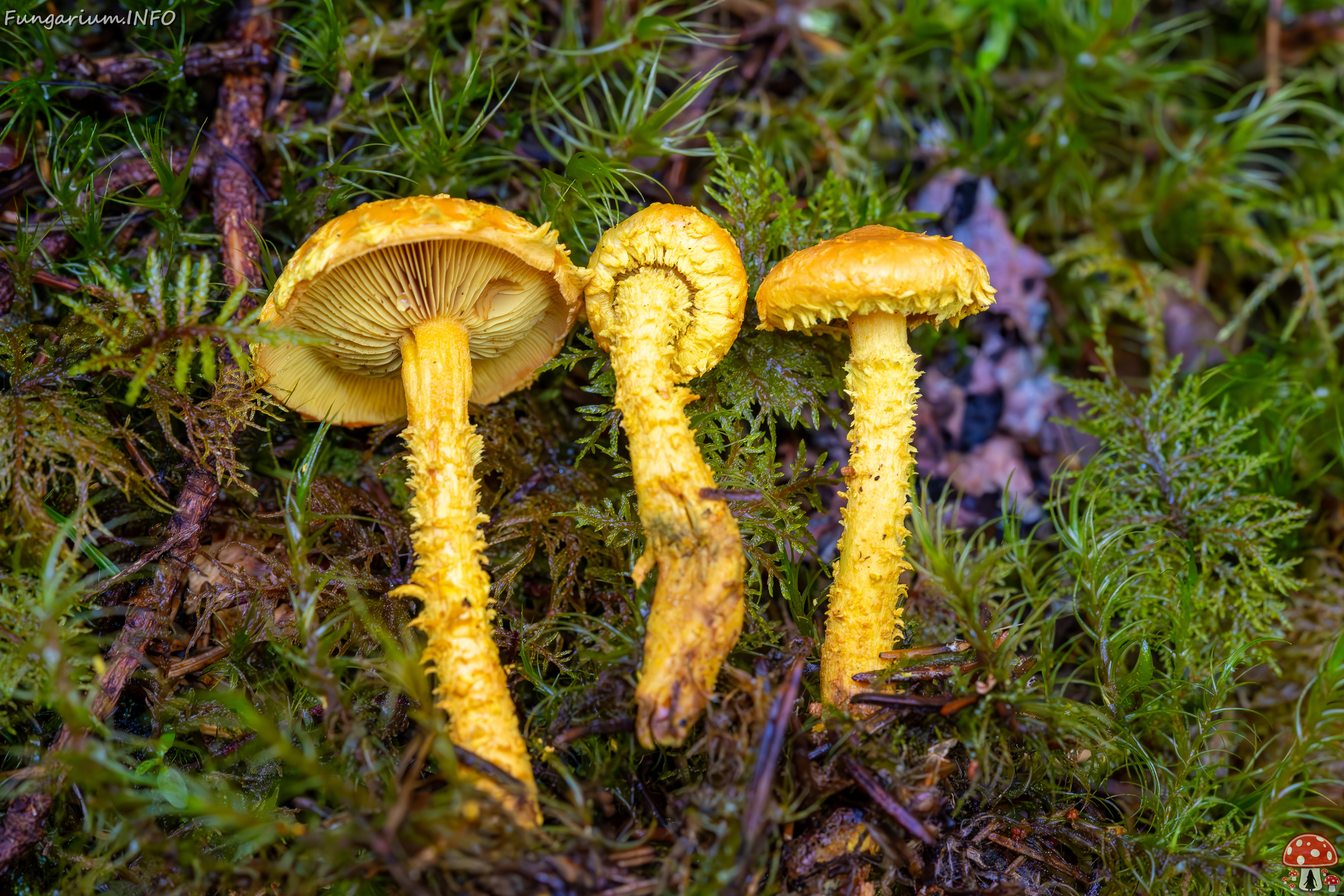 pholiota-flammans_2023-09-14_1-5 