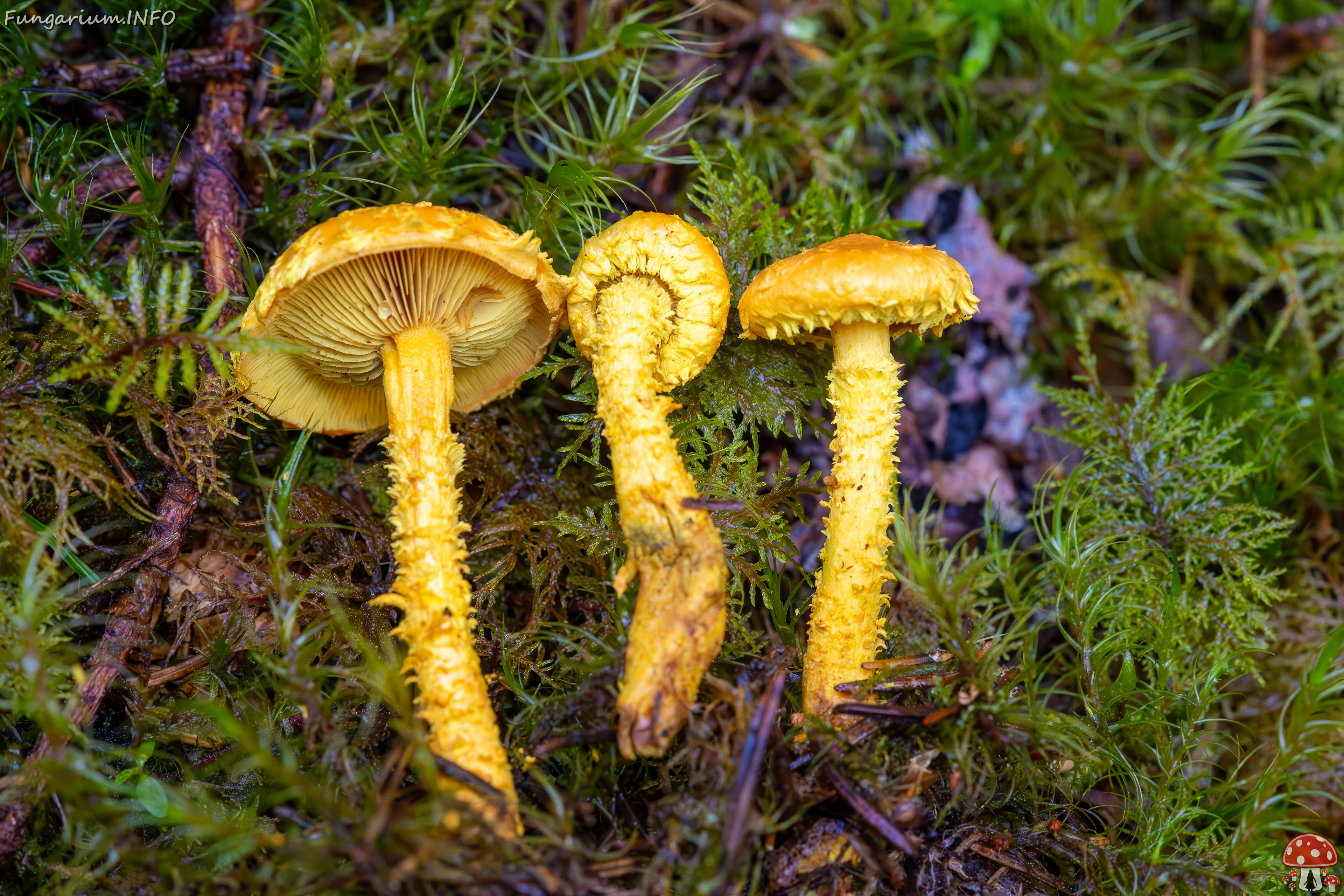 pholiota-flammans_2023-09-14_1-6 