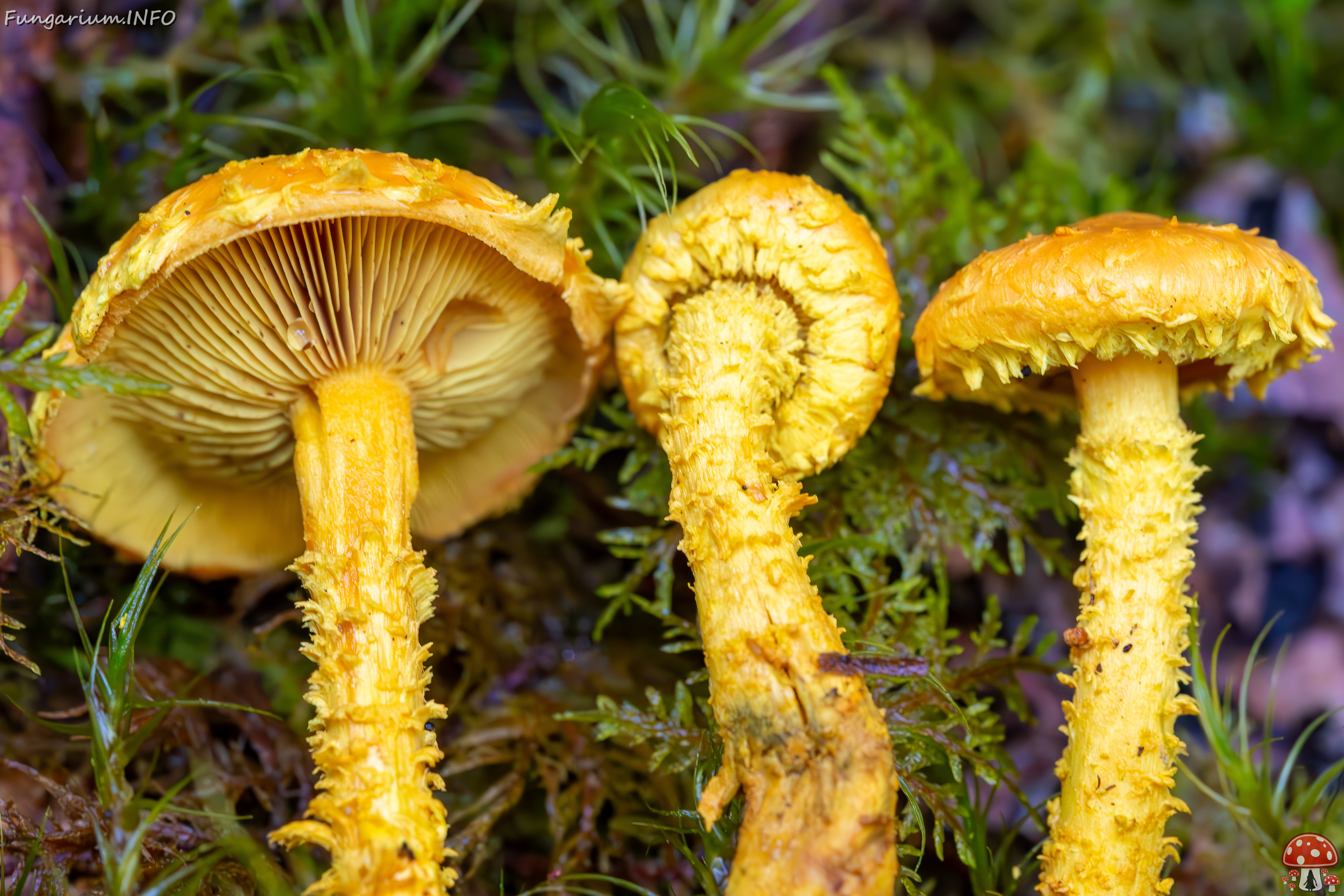 pholiota-flammans_2023-09-14_1-7 