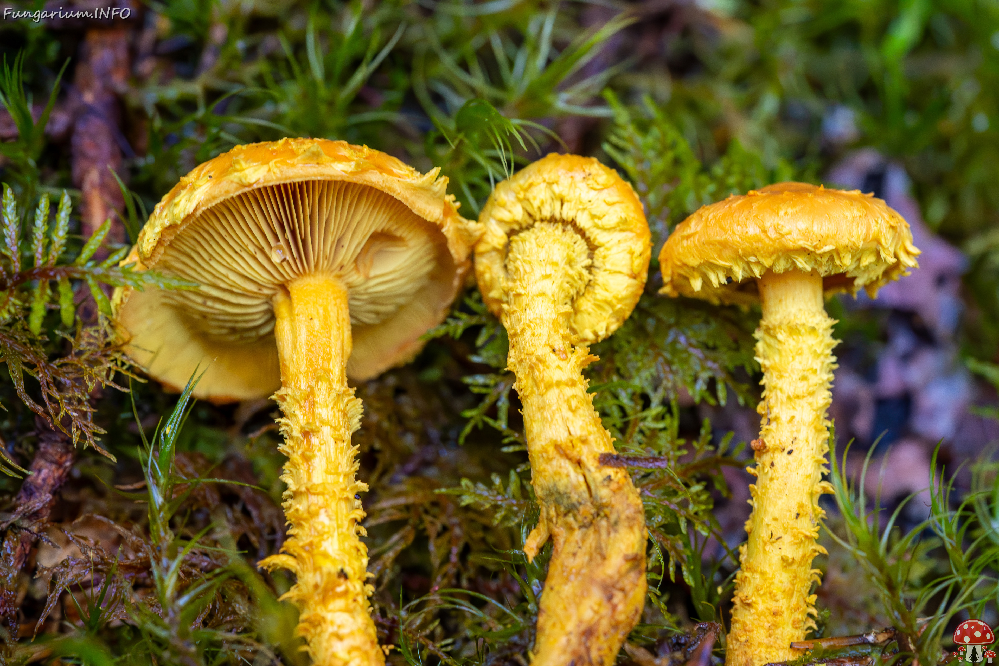 pholiota-flammans_2023-09-14_1-9 