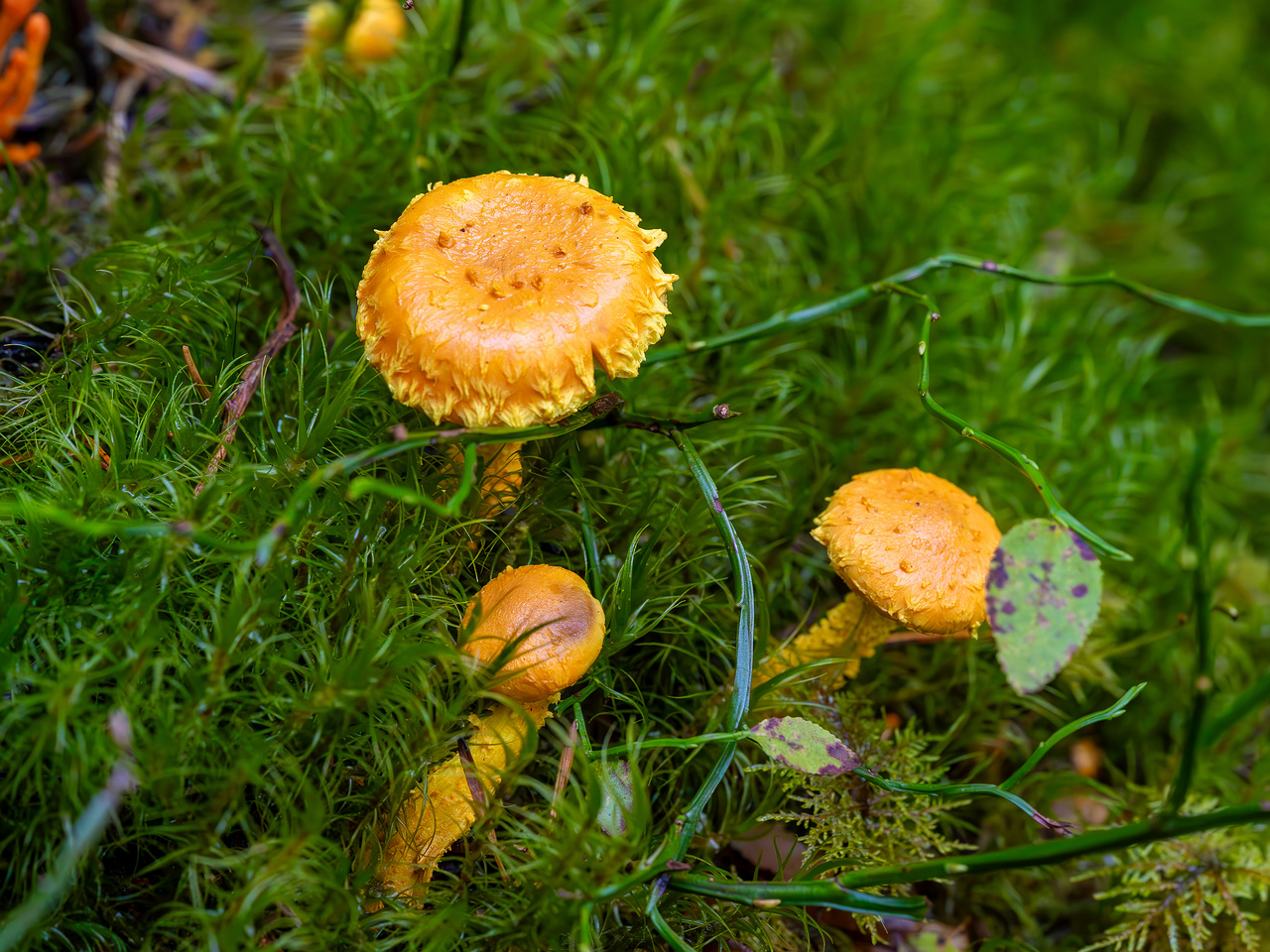 pholiota-flammans_2023-09-14_1-1