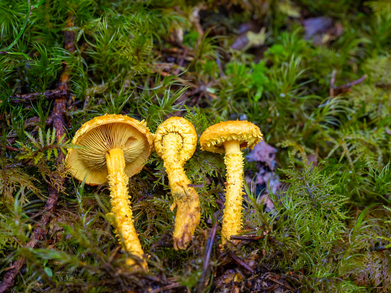 pholiota-flammans_2023-09-14_1-3