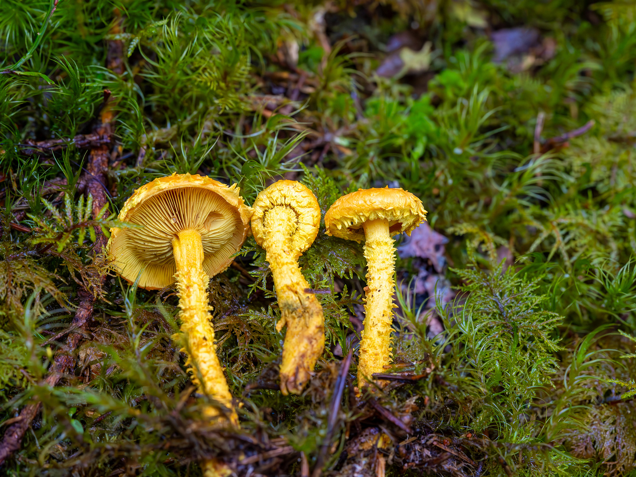 pholiota-flammans_2023-09-14_1-4