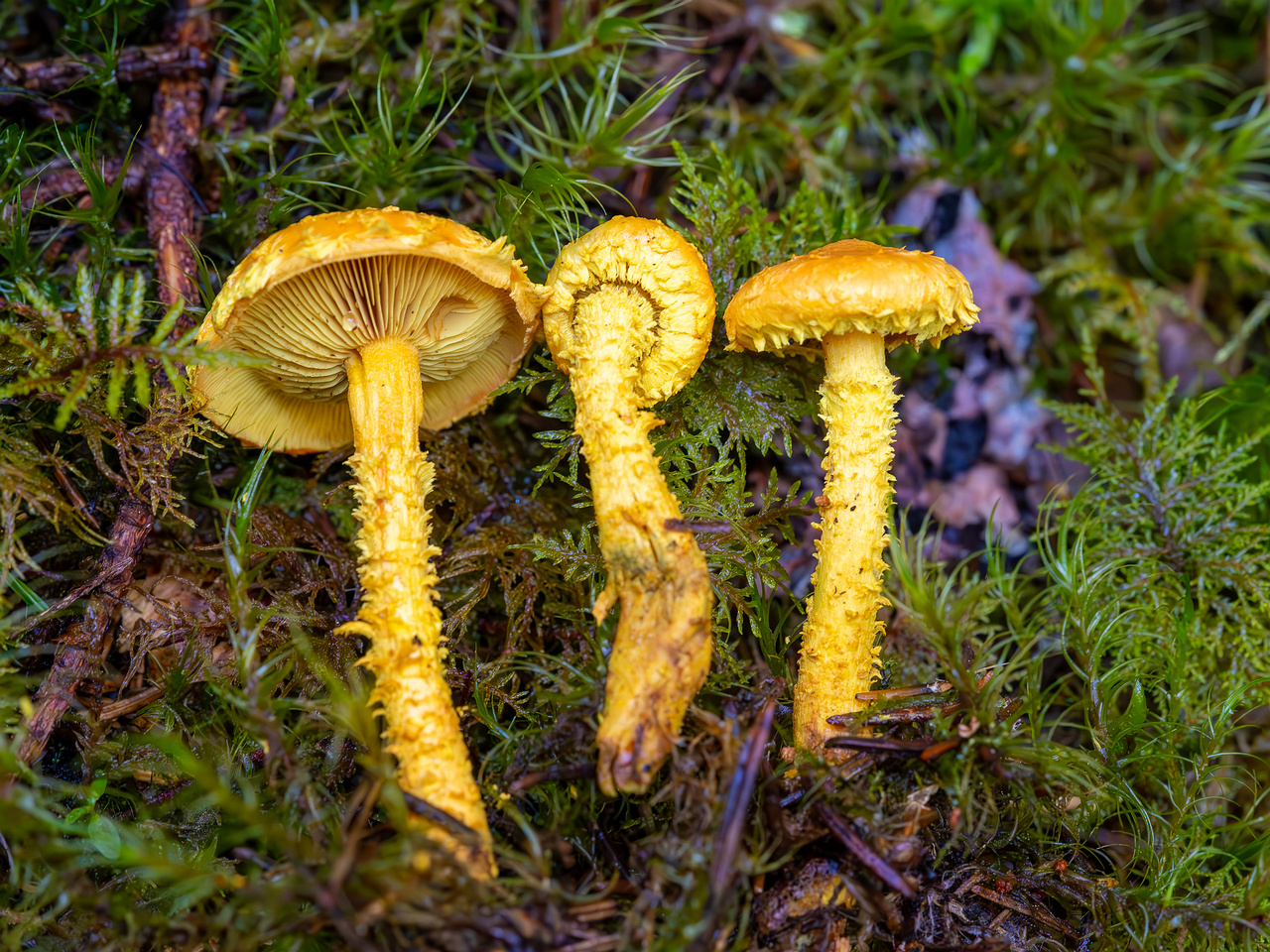 pholiota-flammans_2023-09-14_1-5