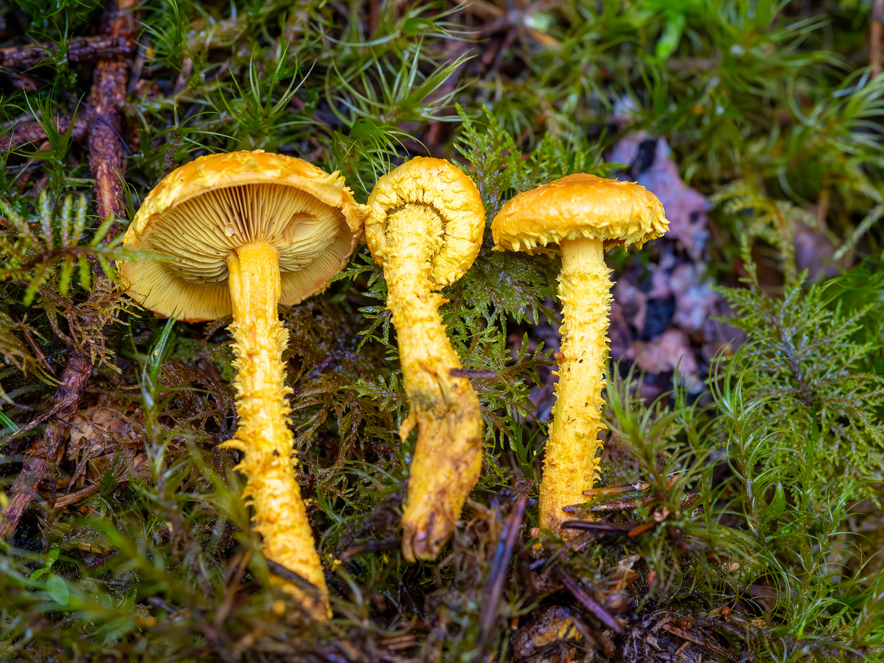 pholiota-flammans_2023-09-14_1-6