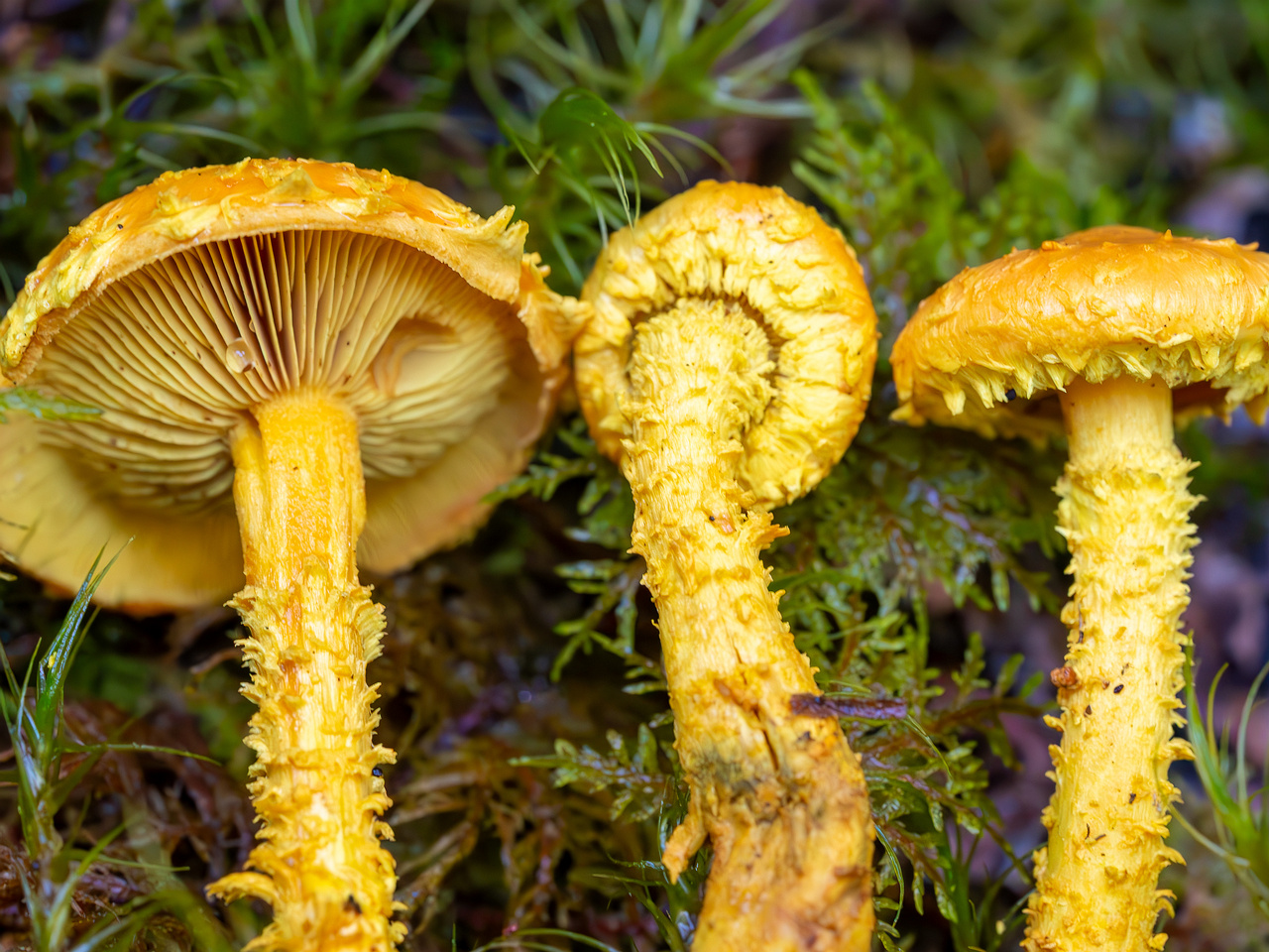 pholiota-flammans_2023-09-14_1-7