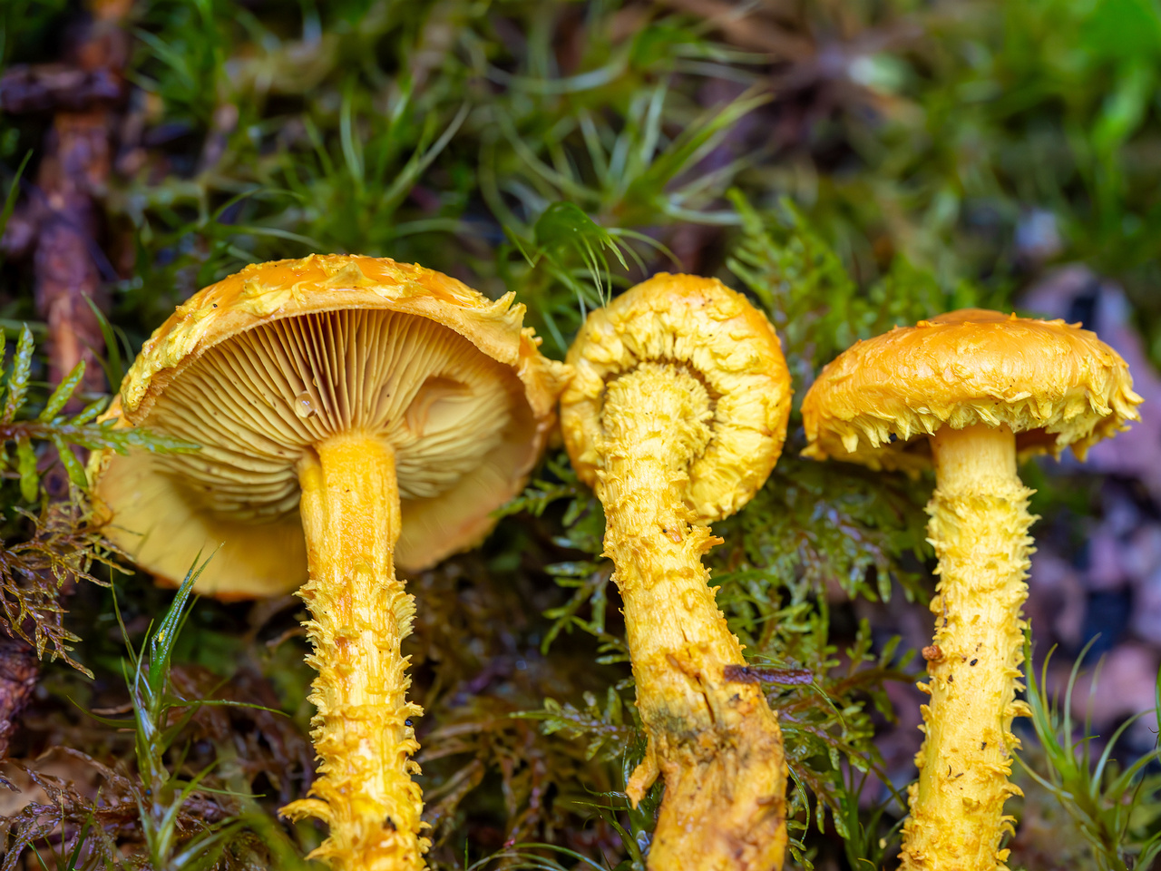 pholiota-flammans_2023-09-14_1-8