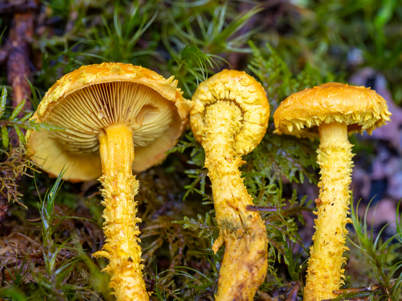 pholiota-flammans_2023-09-14_1-9