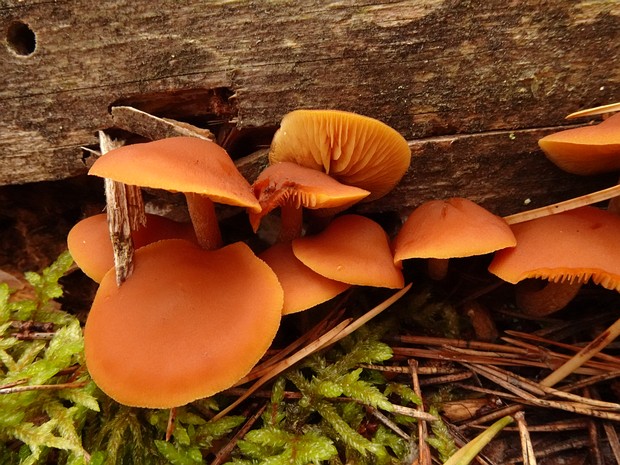 Гимнопил горький - Gymnopilus picreus