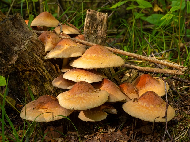 Ложноопёнок кирпично-красный - Hypholoma lateritium