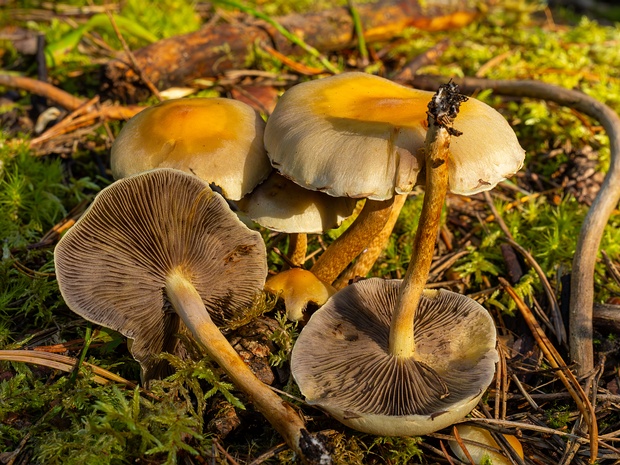 Ложноопёнок серно-жёлтый - Hypholoma fasciculare