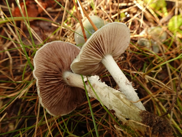 Stropharia pseudocyanea - Строфария ложно-синяя - False Blue Roundhead - Falscher Blauer Träuschling Stropharia pseudocyanea, also known as the False Blue Roundhead or Falscher Blauer Träuschling in German, is a...