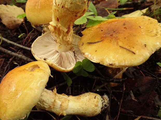 Pholiota aurivella - Чешуйчатка золотистая - Golden Scalycap - Goldschuppiger Schüppling Pholiota aurivella, commonly known as the Golden Scalycap or Goldschuppiger Schüppling in German, is a medium-sized...