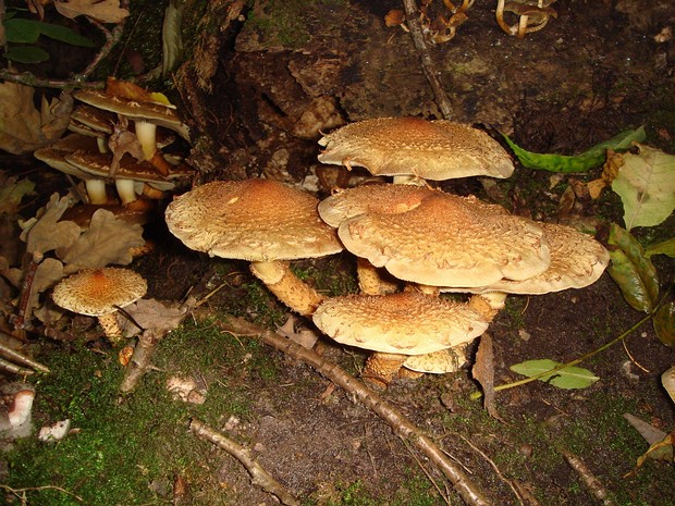 Pholiota gummosa - Чешуйчатка камеденосная - Sticky Scalycap - Klebriger Schichtpilz Pholiota gummosa, commonly known as the Sticky Scalycap or Klebriger Schichtpilz in German, is a medium-sized mushroom...