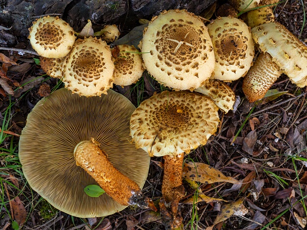 Pholiota squarrosa - Чешуйчатка обыкновенная - Shaggy Pholiota - Schuppige Schichtpilz Pholiota squarrosa, commonly known as the Shaggy Pholiota or Schuppige Schichtpilz in German, is a medium-sized mushroom...