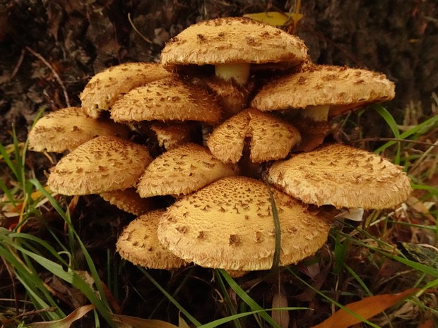 Pholiota squarrosa - Чешуйчатка обыкновенная - Shaggy Pholiota - Schuppige Schichtpilz Pholiota squarrosa, commonly known as the Shaggy Pholiota or Schuppige Schichtpilz in German, is a medium-sized mushroom...