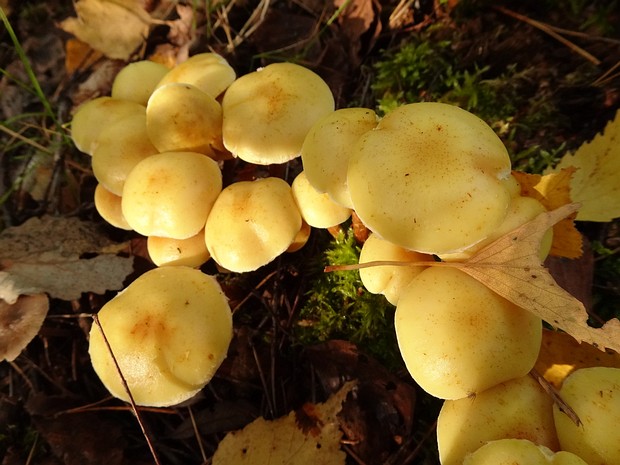 Pholiota alnicola - Чешуйчатка ольховая - Alder Pholiota - Erlen-Schuppiger Schichtpilz Pholiota alnicola, commonly known as the Alder Pholiota or Erlen-Schuppiger Schichtpilz in German, is a medium-sized...