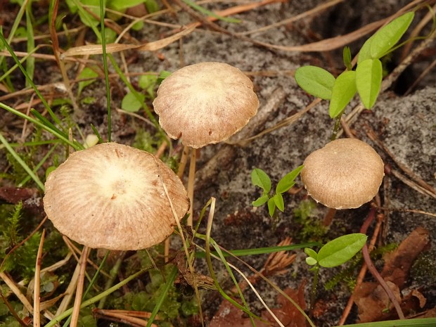 Tubaria conspersa - Тубария обсыпанная - Conspicuous Tubaria - Bemerkenswerte Tubaria Tubaria conspersa, commonly known as the Conspicuous Tubaria, is a small mushroom species belonging to the Tubariaceae...