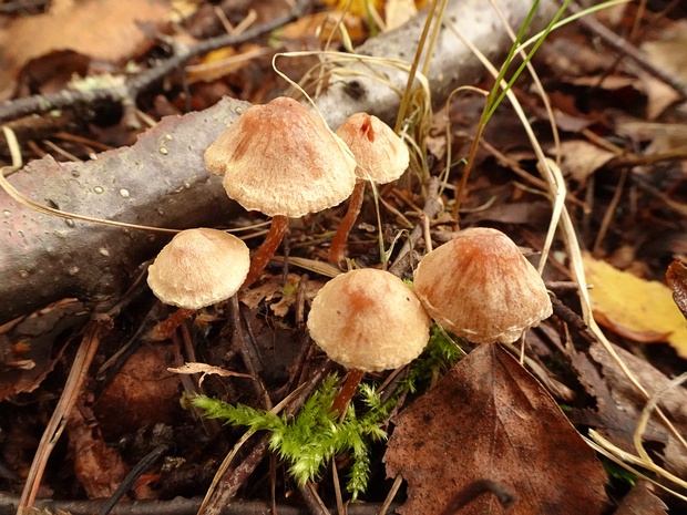 Tubaria furfuracea - Тубария отрубистая - Scurfy Twiglet - Schuppige Tubaria Tubaria furfuracea, commonly known as the Scurfy Twiglet, is a small mushroom species in the Tubariaceae family. The cap...