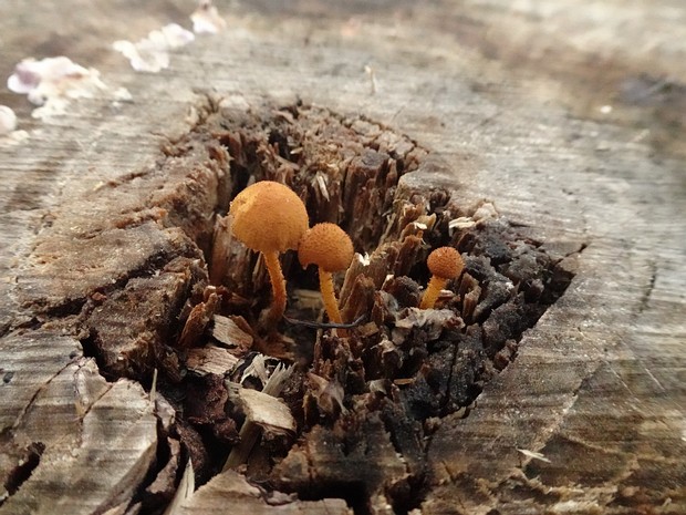 Flammulaster muricatus - Фламмуластер шиповатый - Spiny Flammulaster - Stacheliger Flammulaster Flammulaster muricatus, commonly known as the Spiny Flammulaster, is a small agaric mushroom belonging to the family...