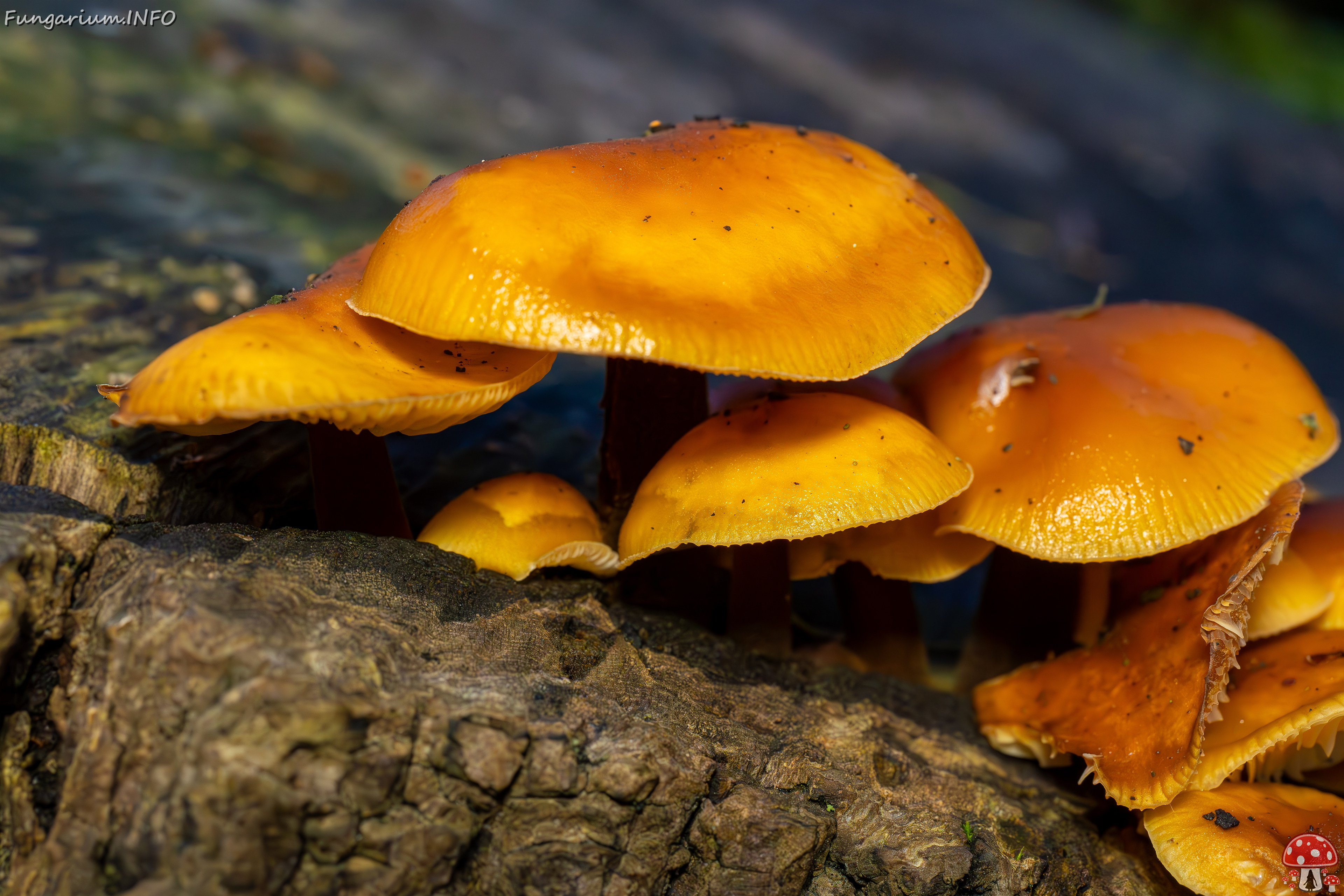 flammulina-velutipes_2024-12-30_1-1 